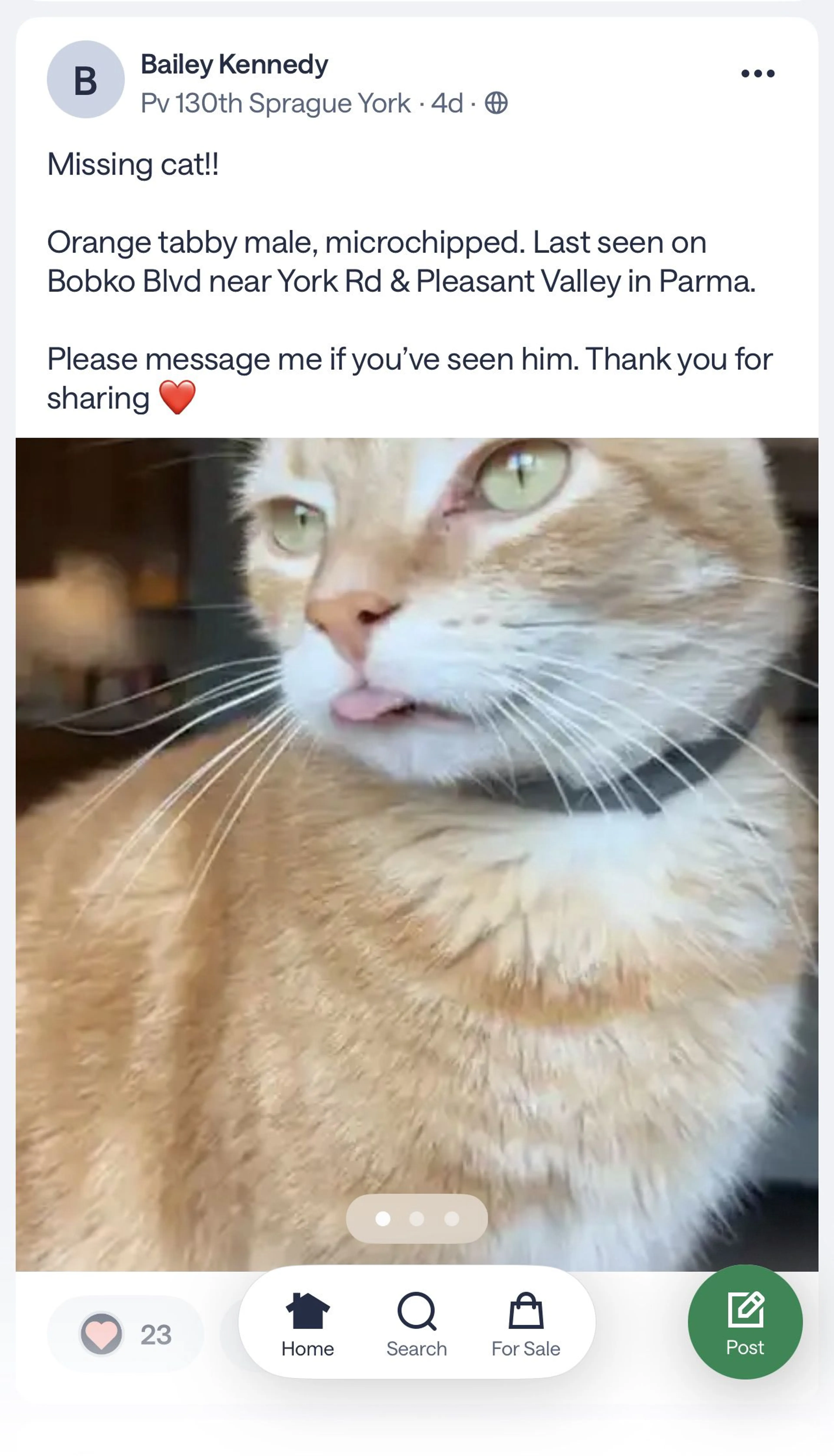 Lost pet
