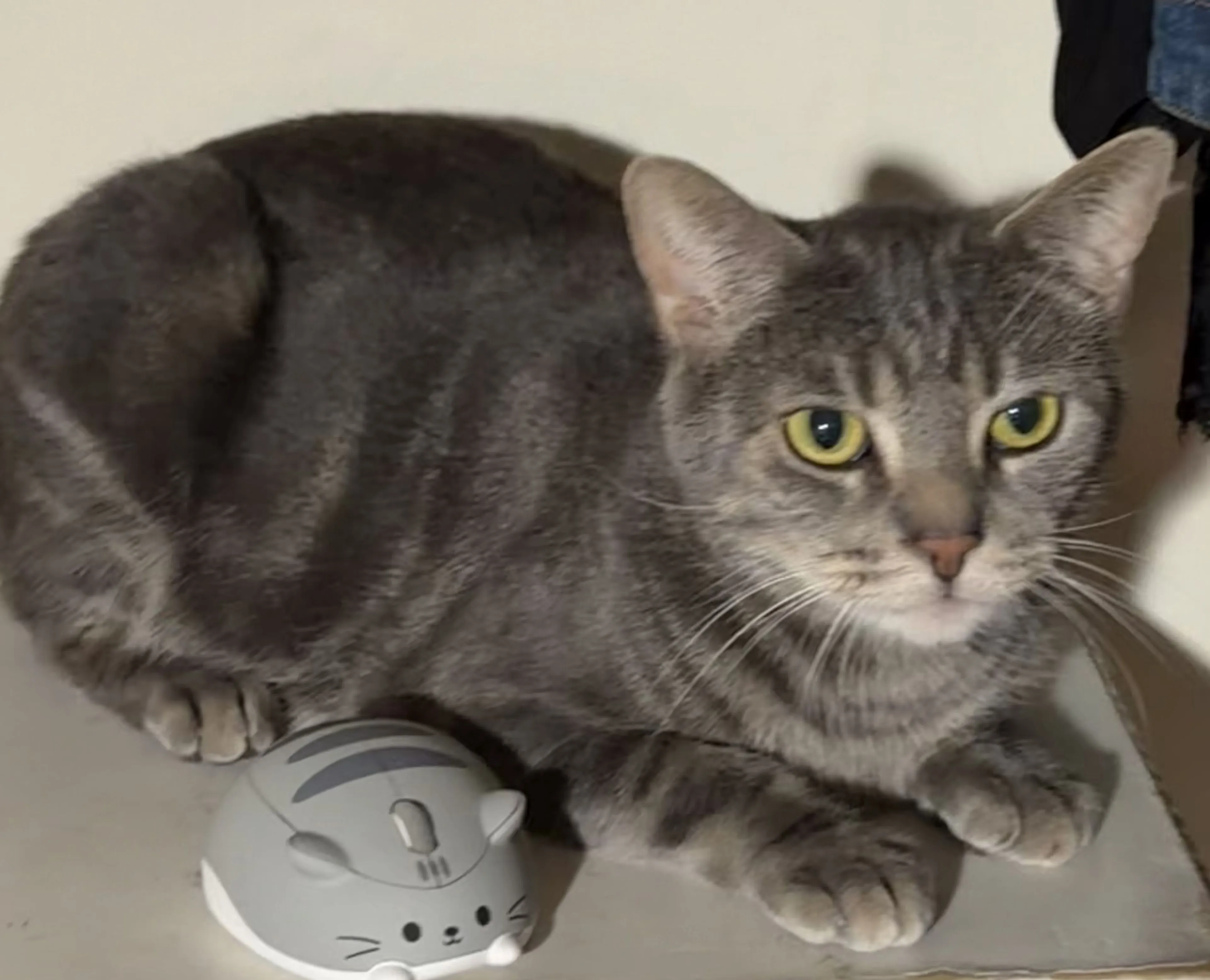 Lost pet-1