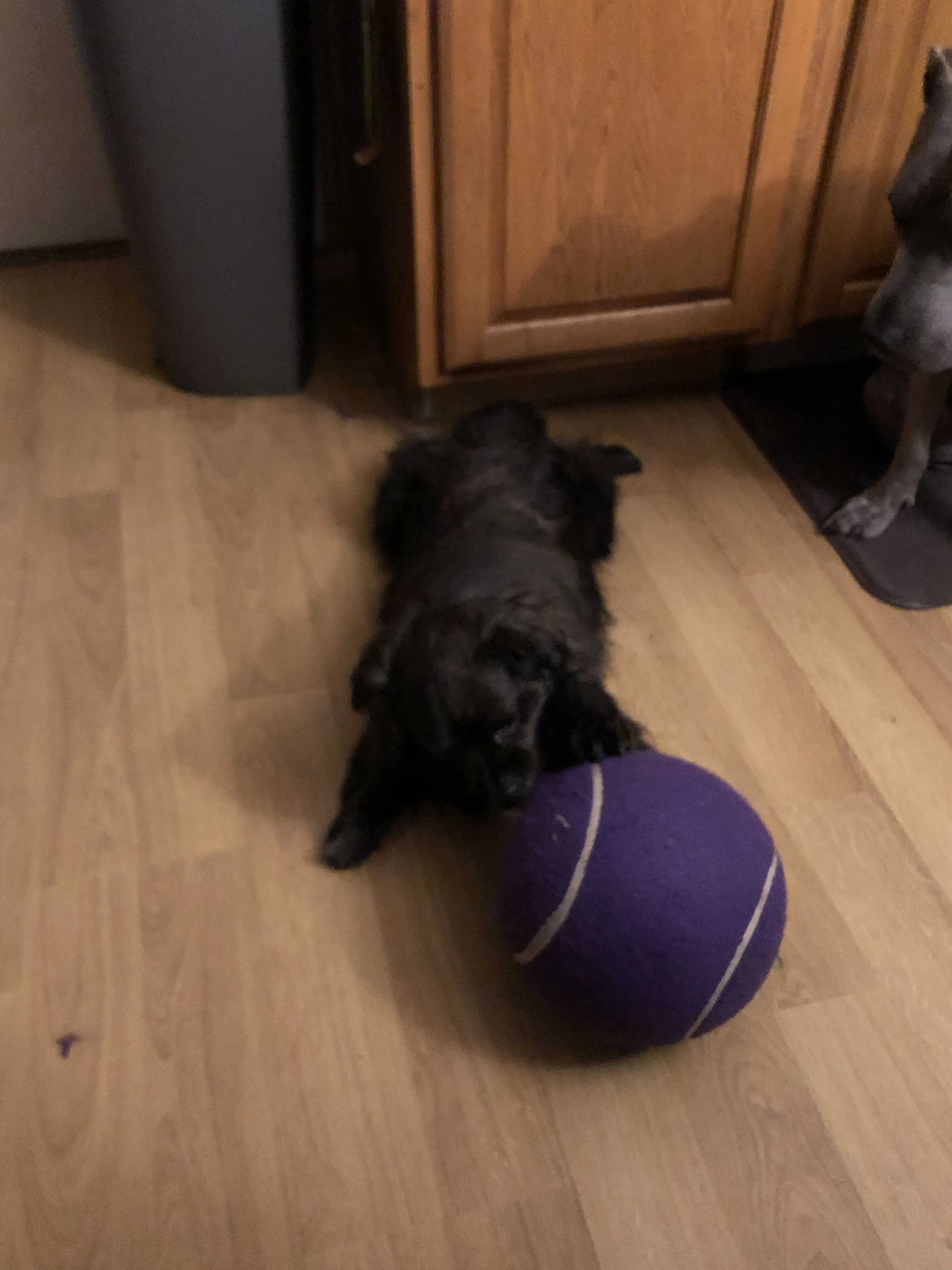 Lost pet-1