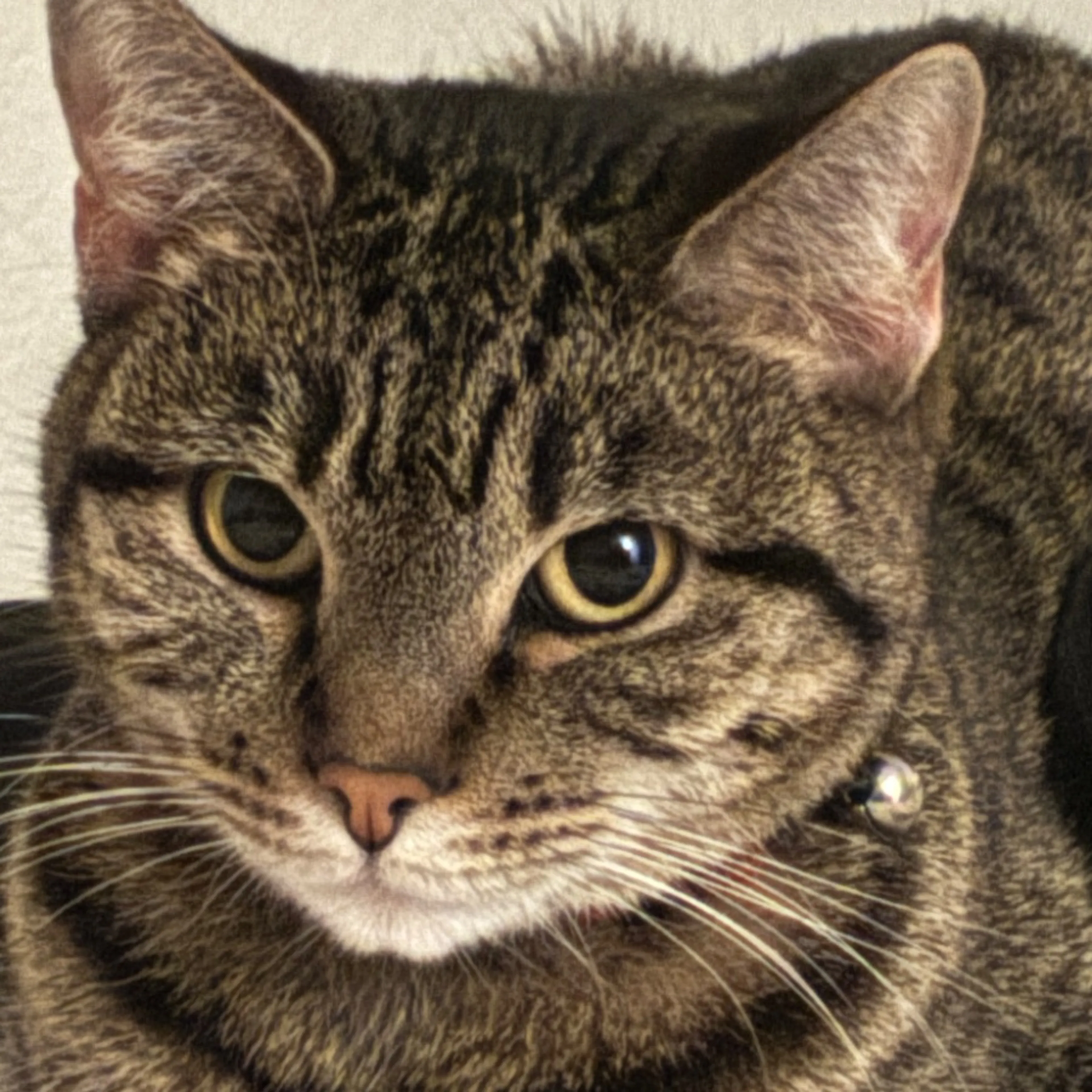 Lost pet