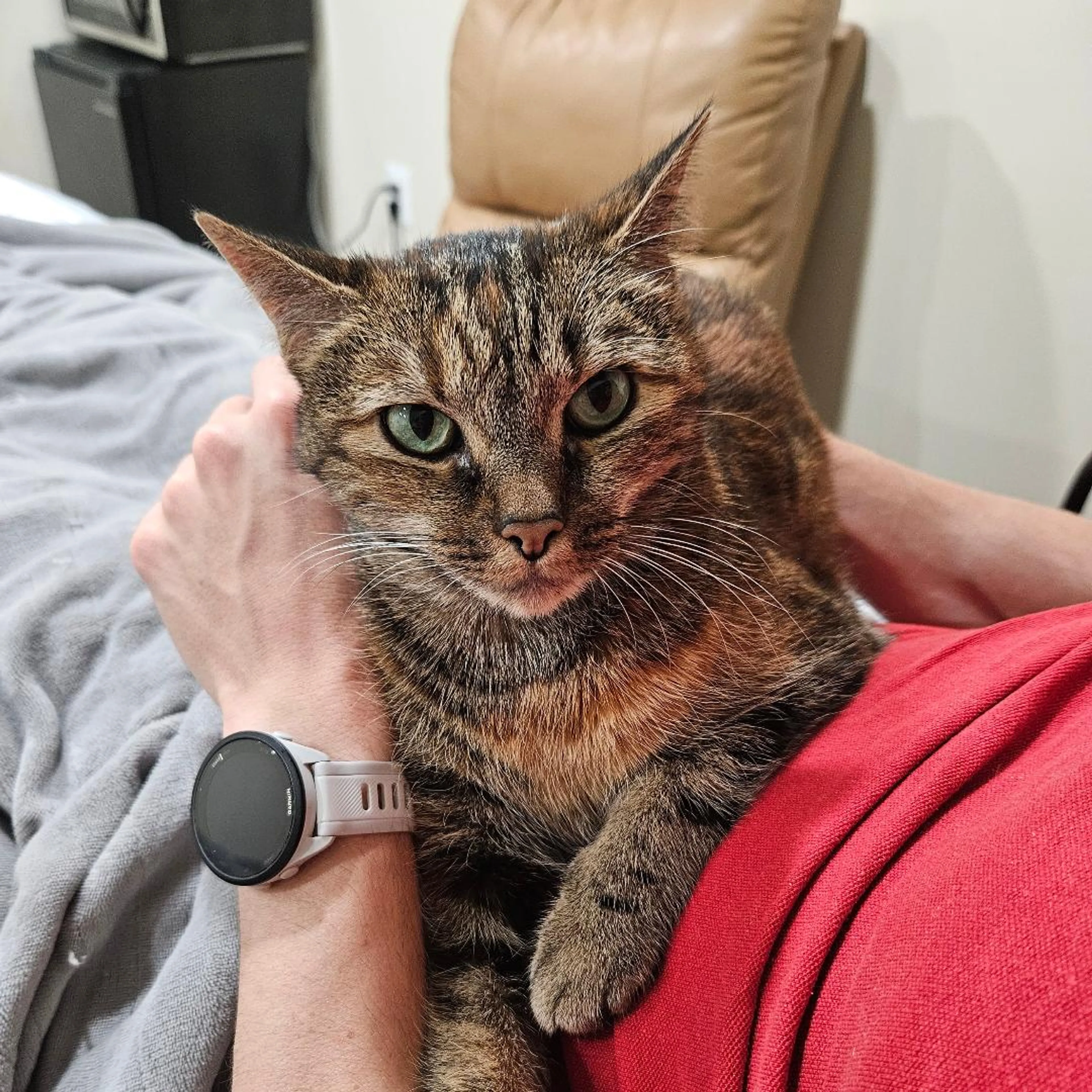 Found pet-2