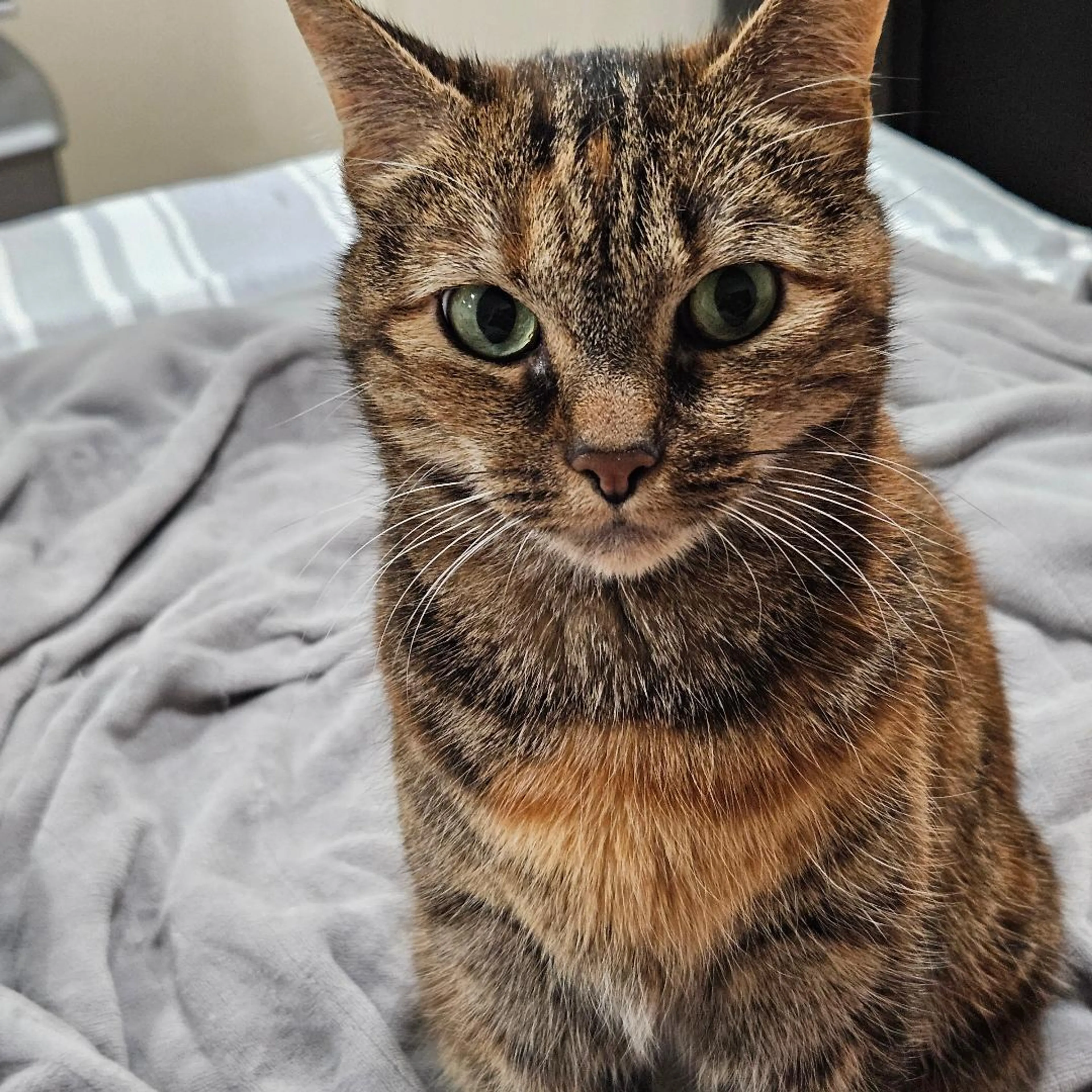 Found pet-0