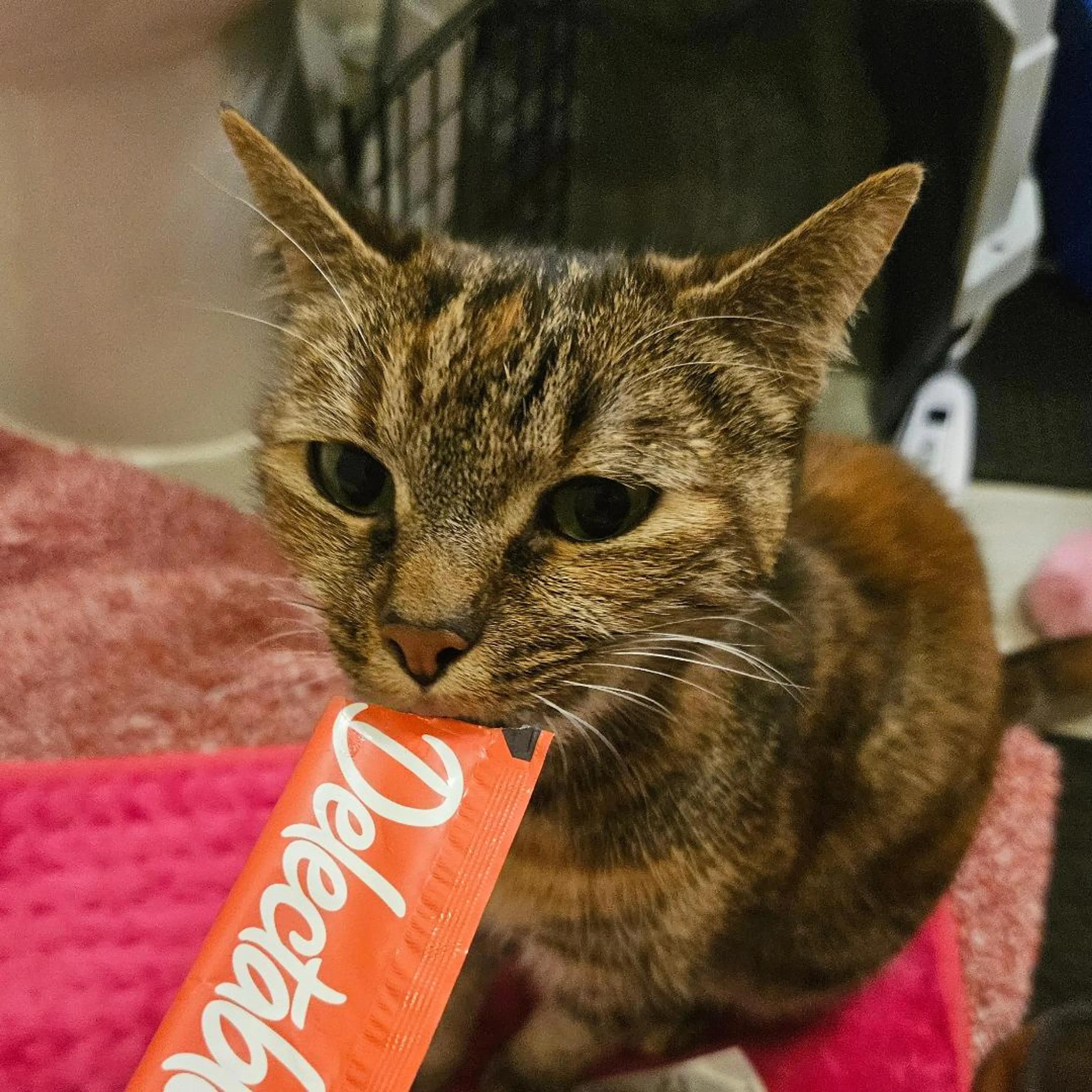 Found pet-3
