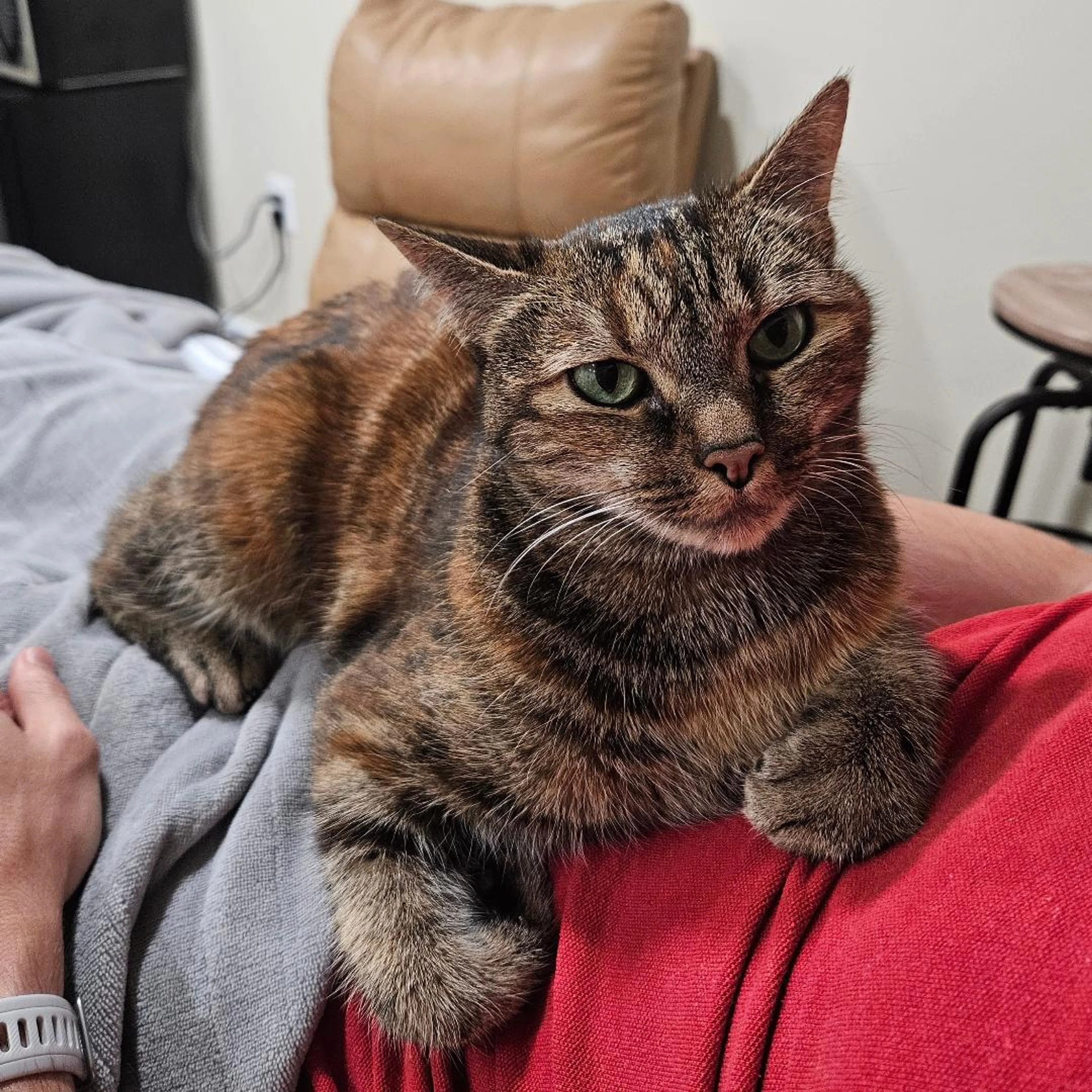 Found pet-1
