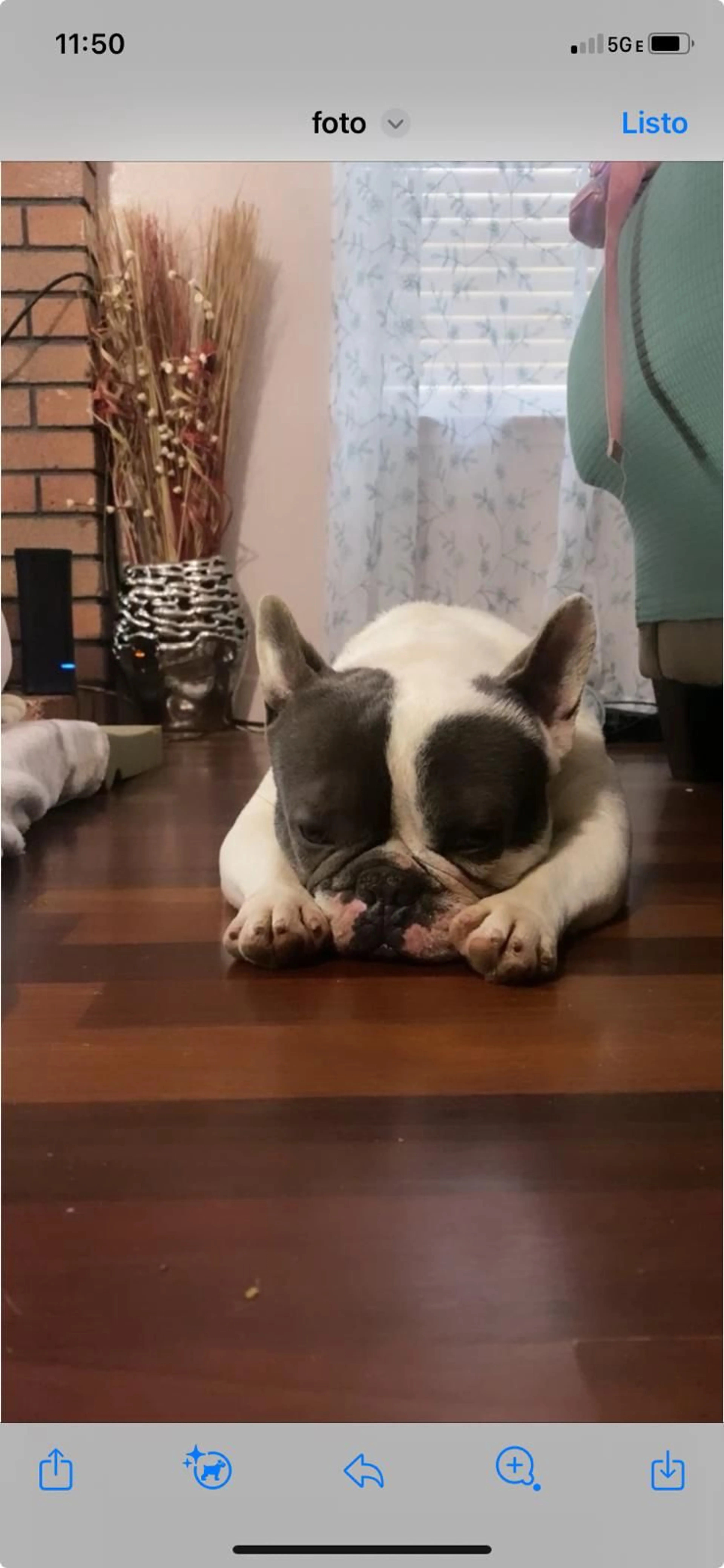 Lost pet-1