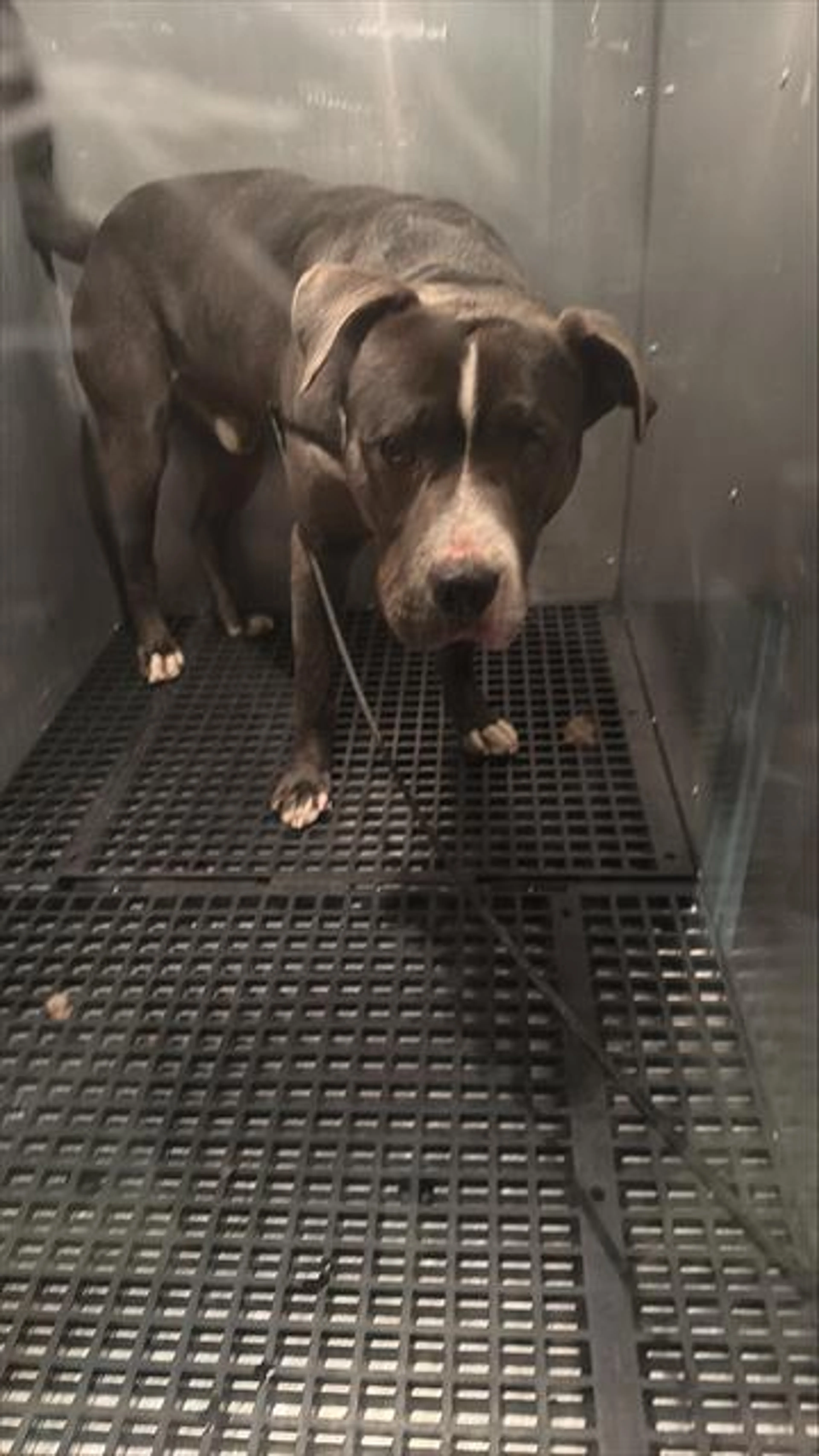 Found pet