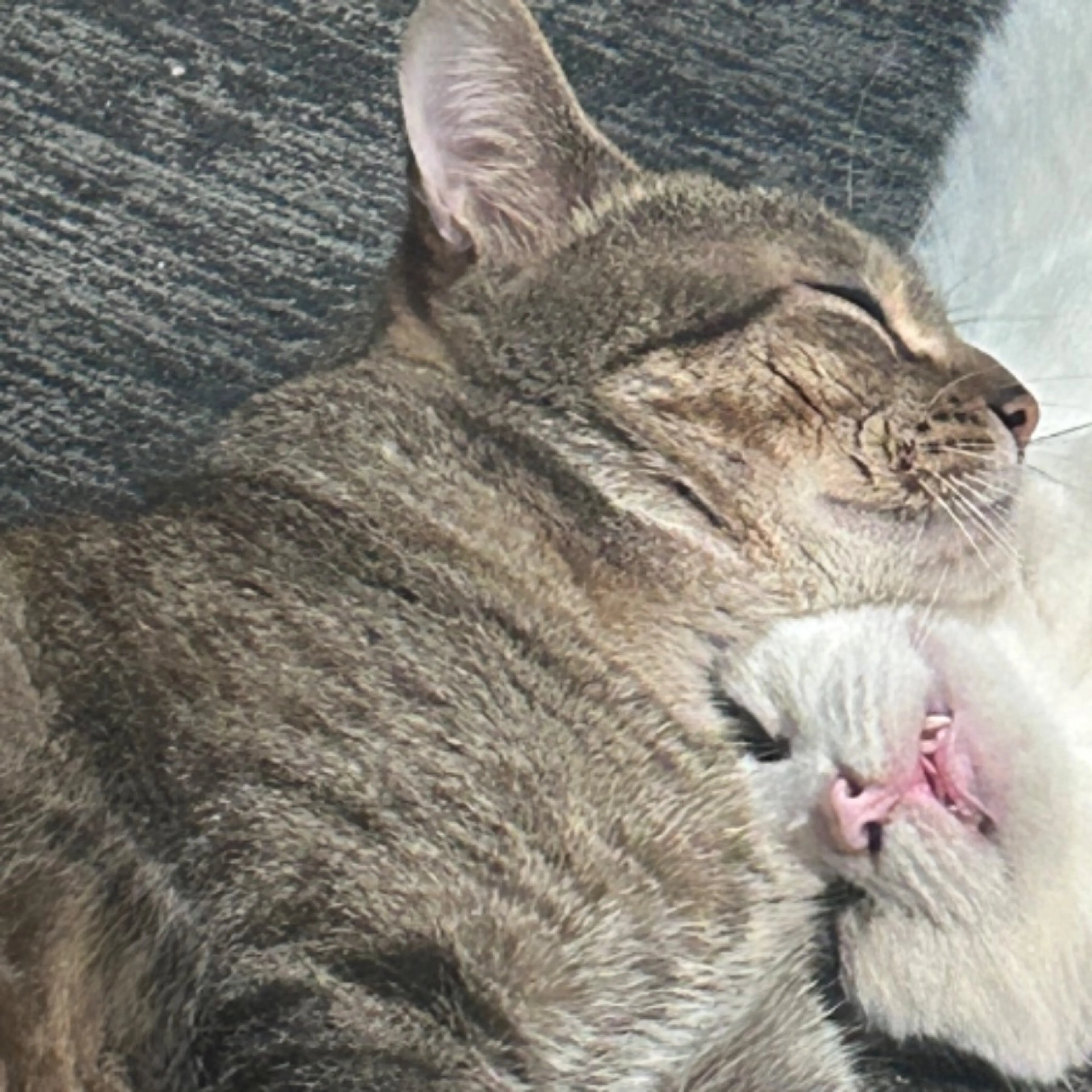 Lost pet