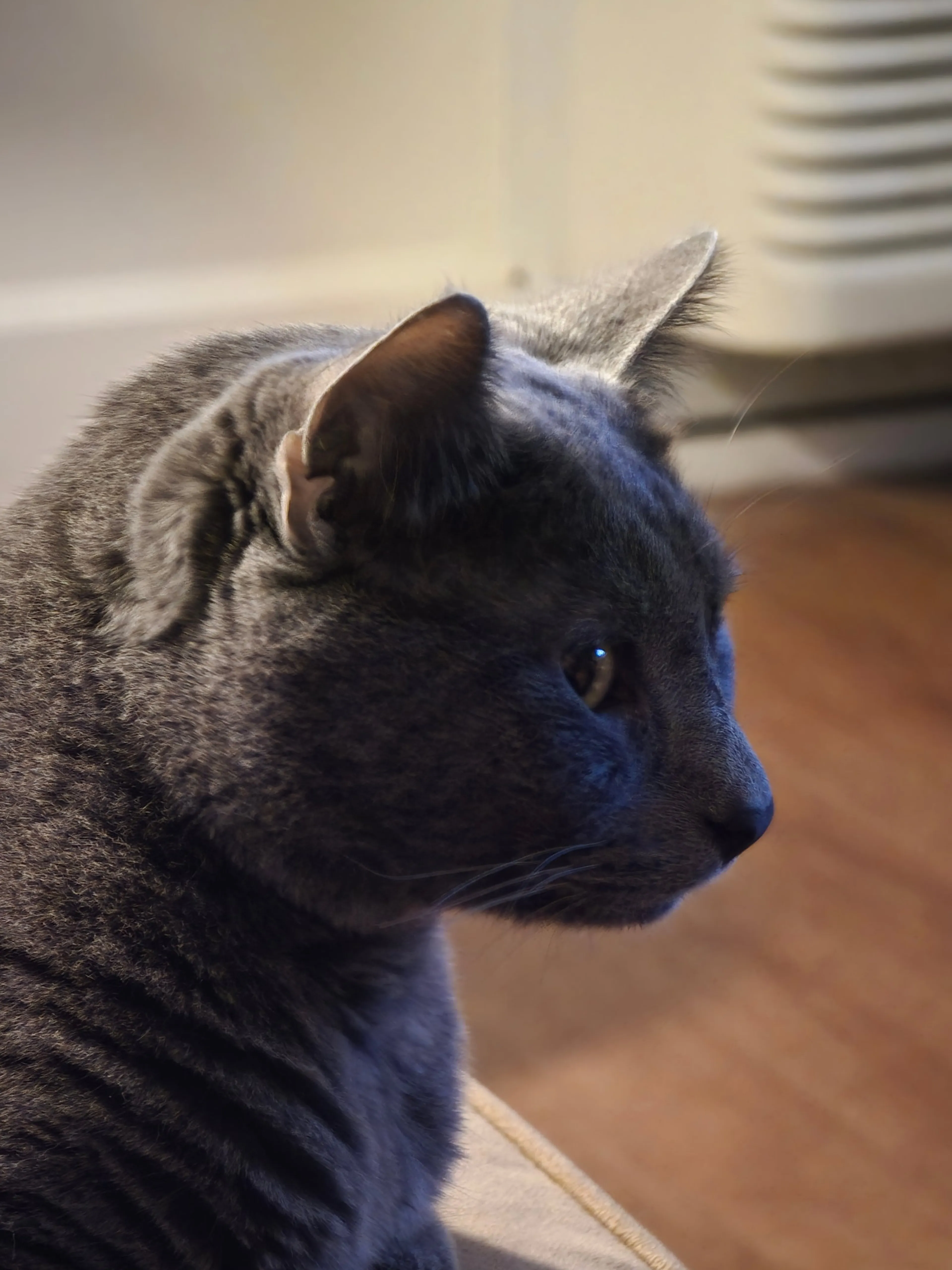 Found pet-4