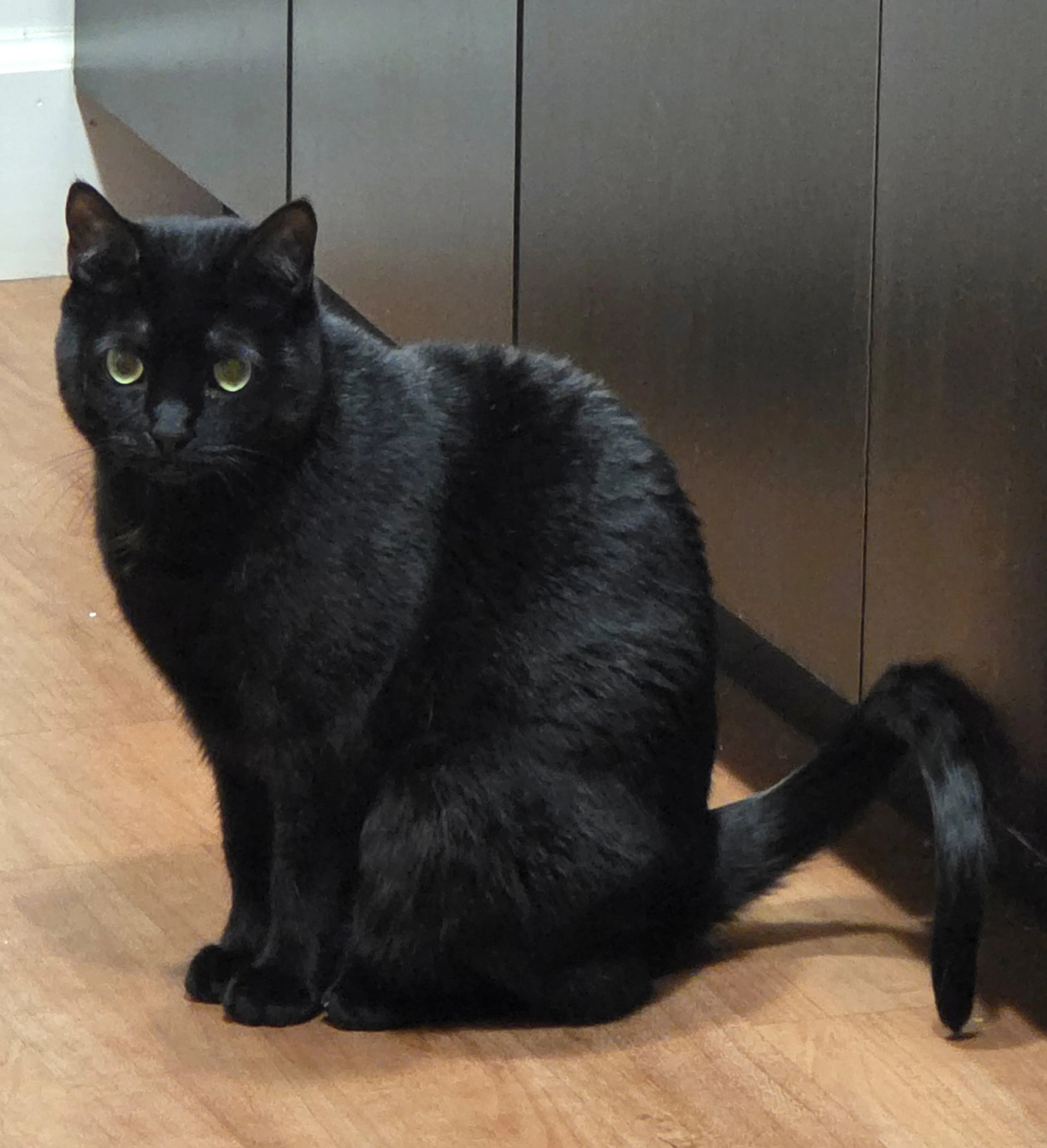 Found pet-2
