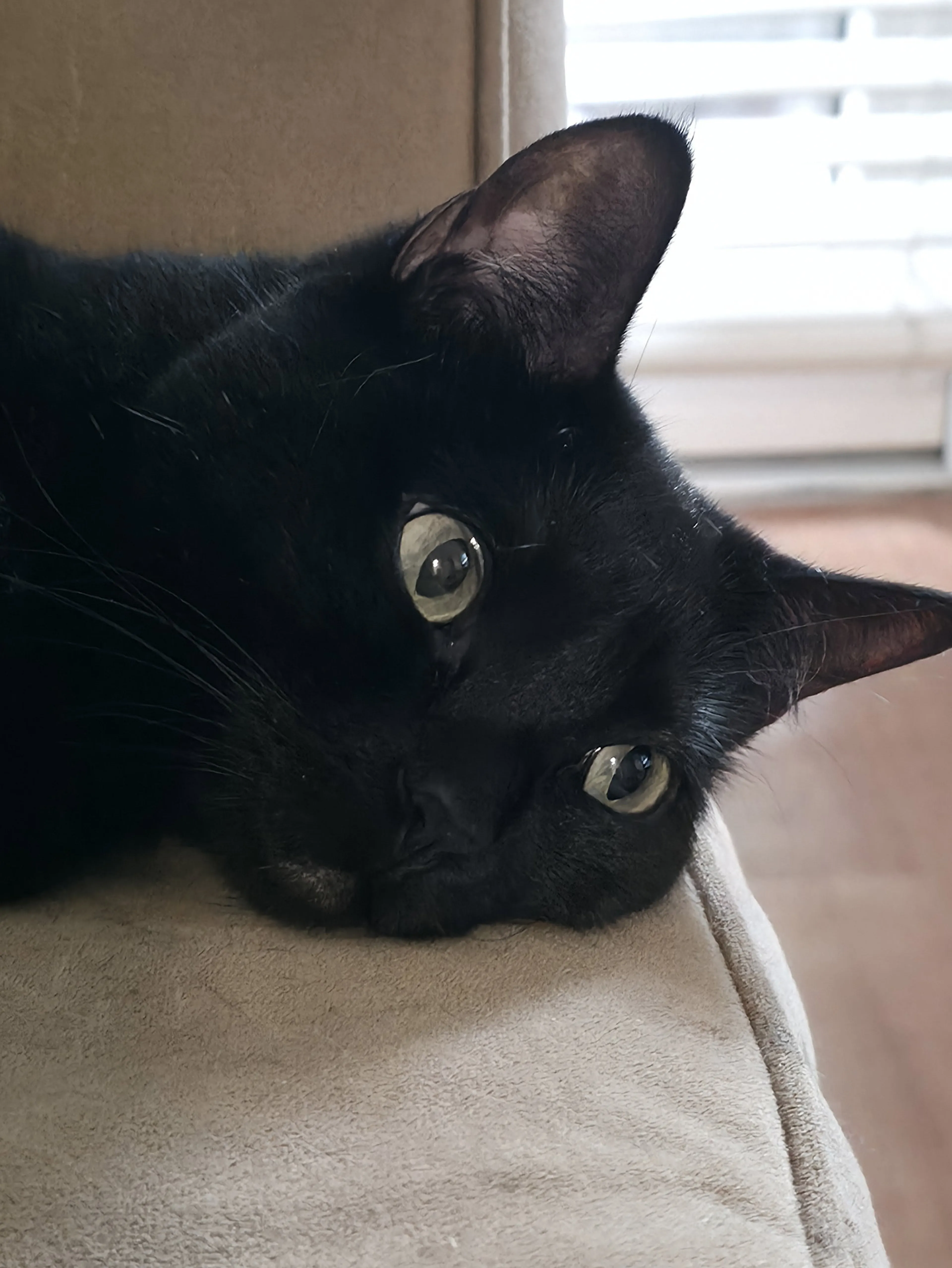 Found pet-3