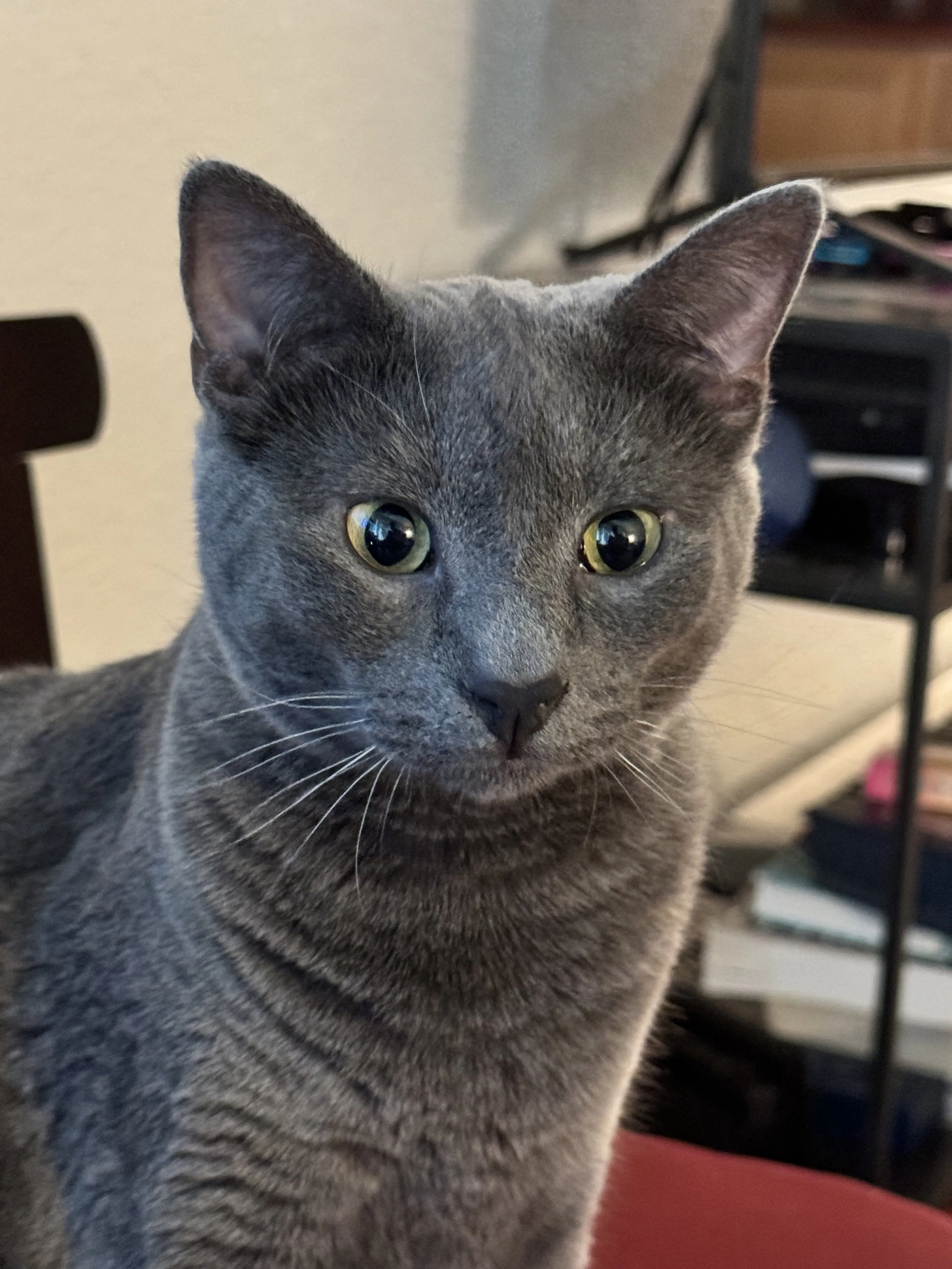 Found pet-1