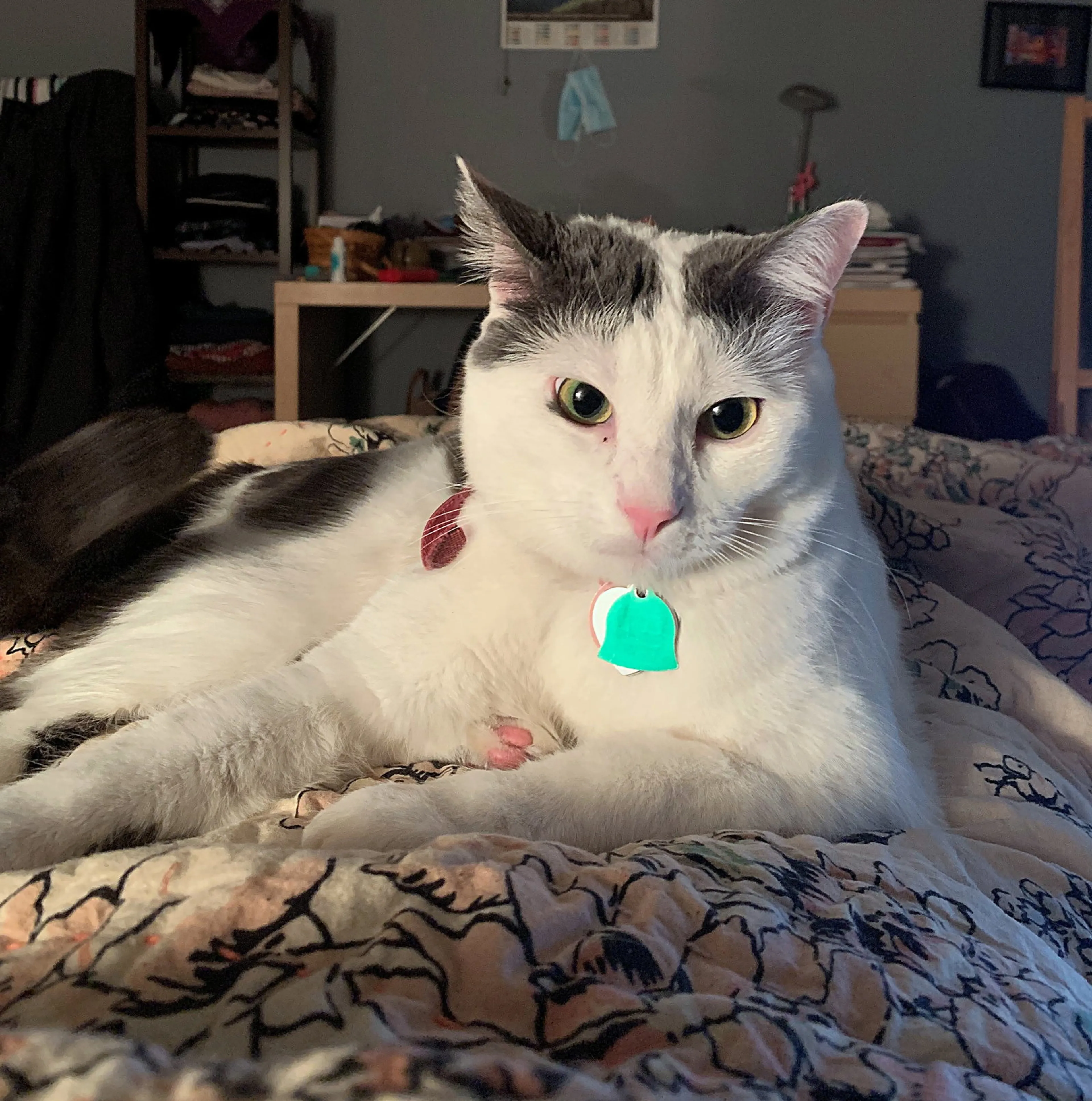 Found pet-0
