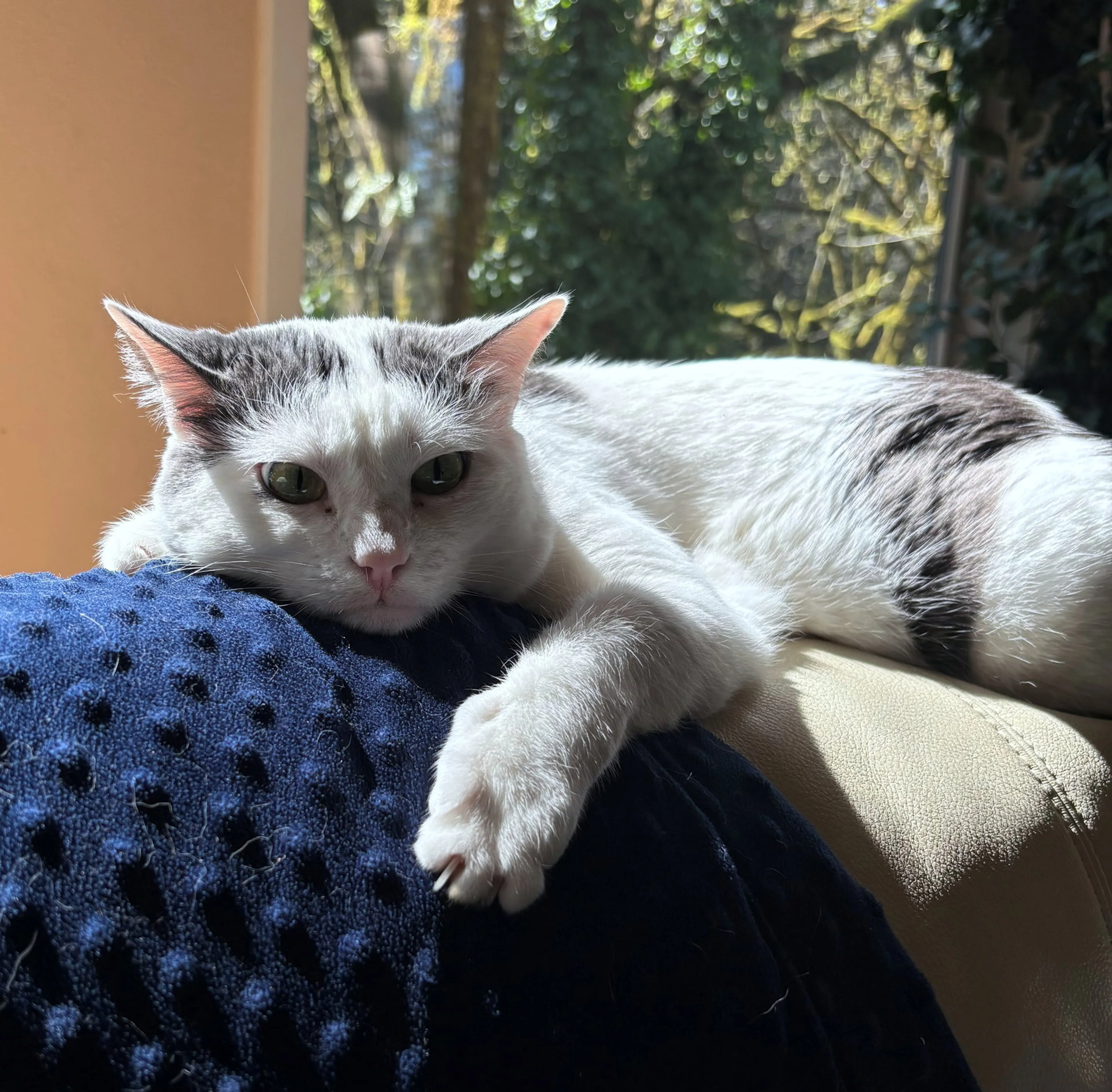 Found pet-2