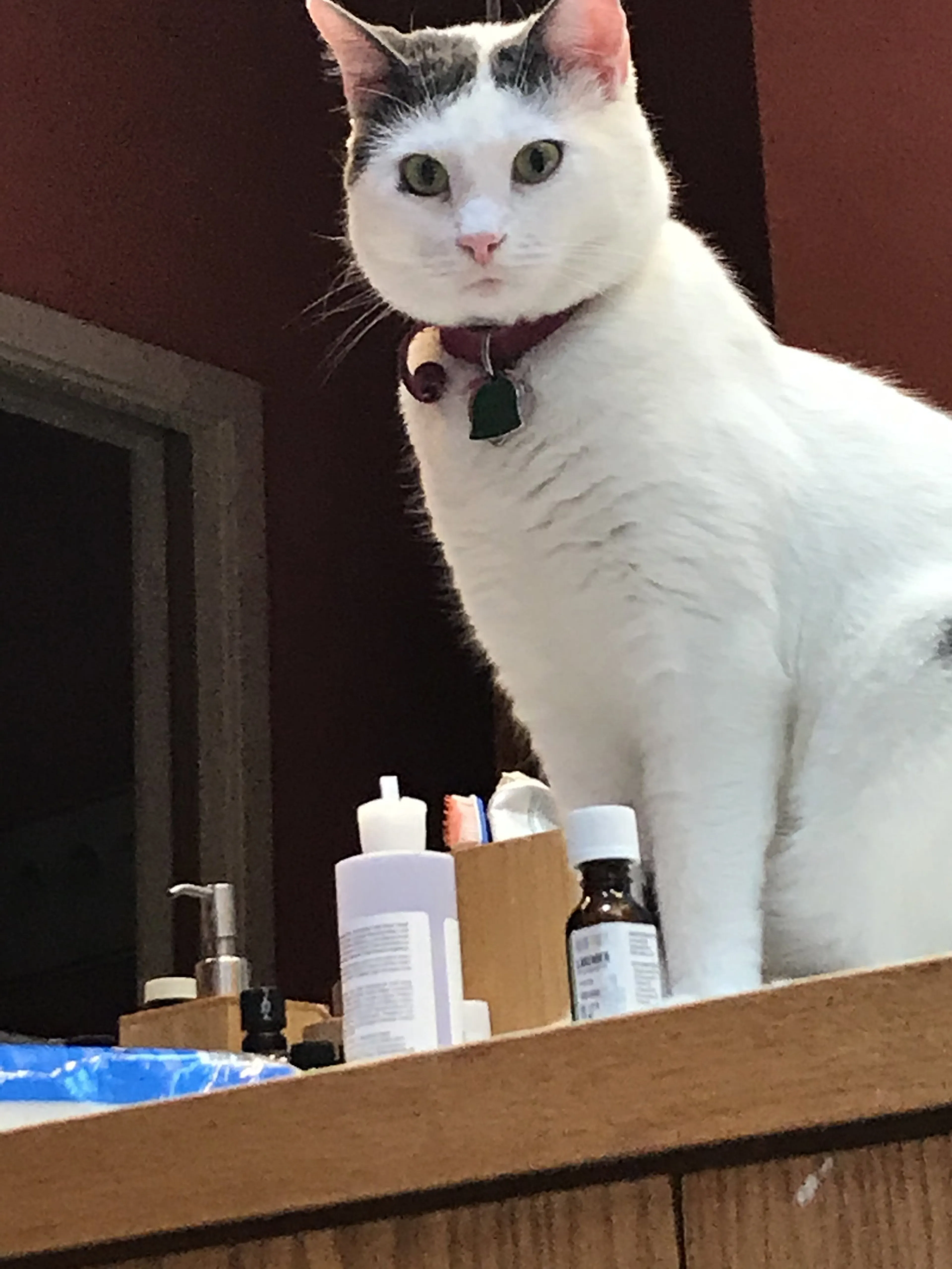 Found pet-3