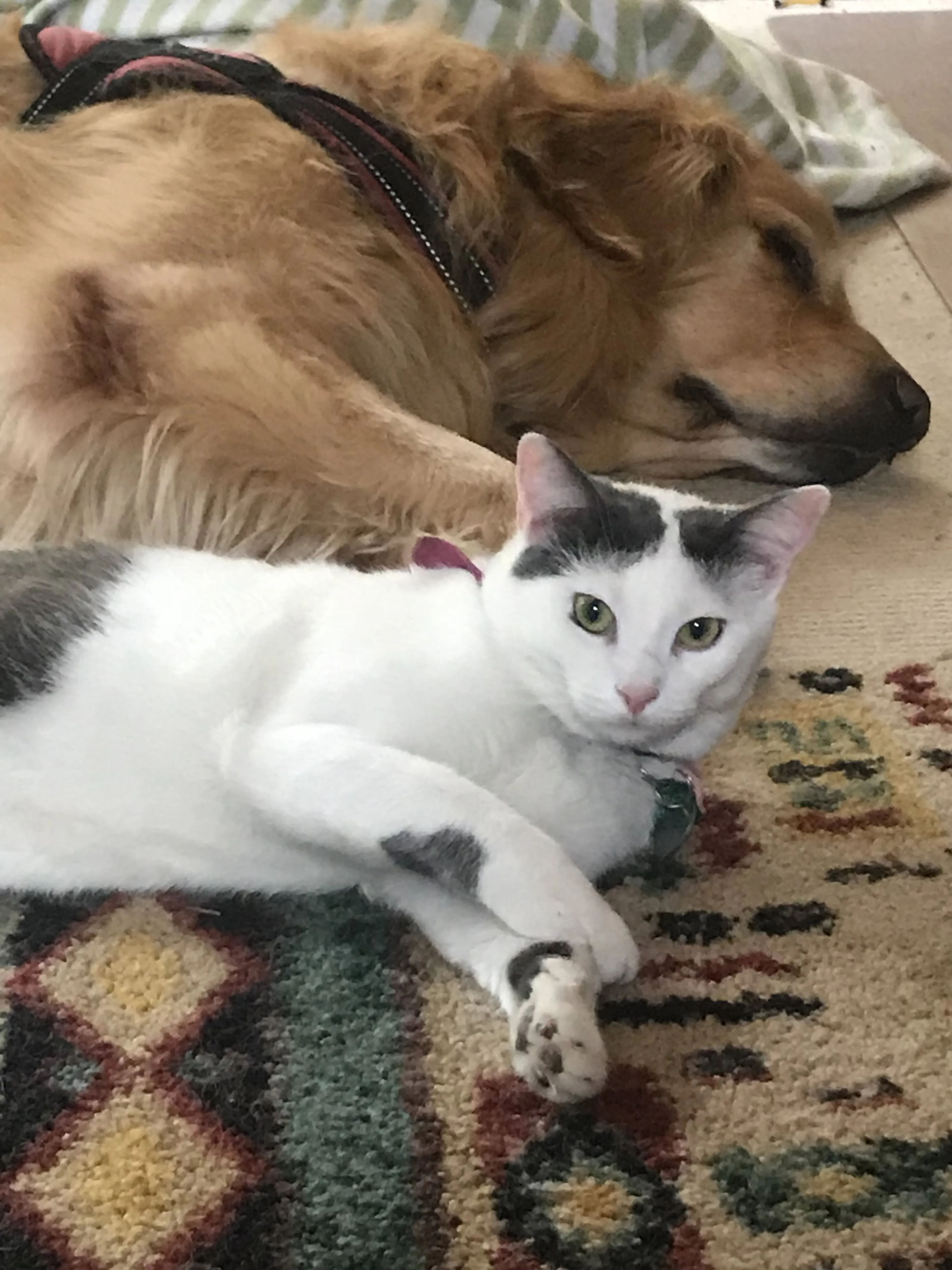 Found pet-1
