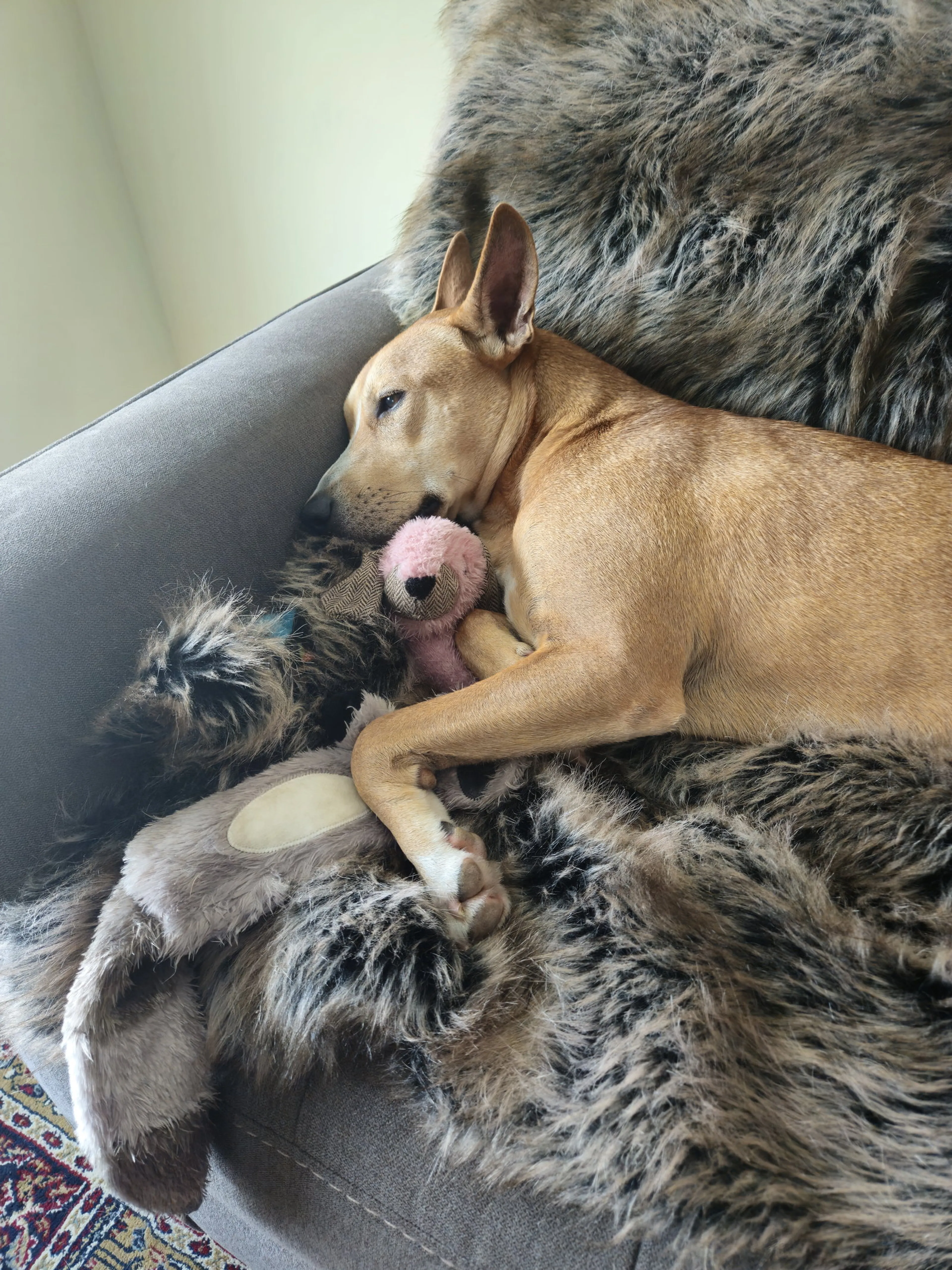 Found pet-3