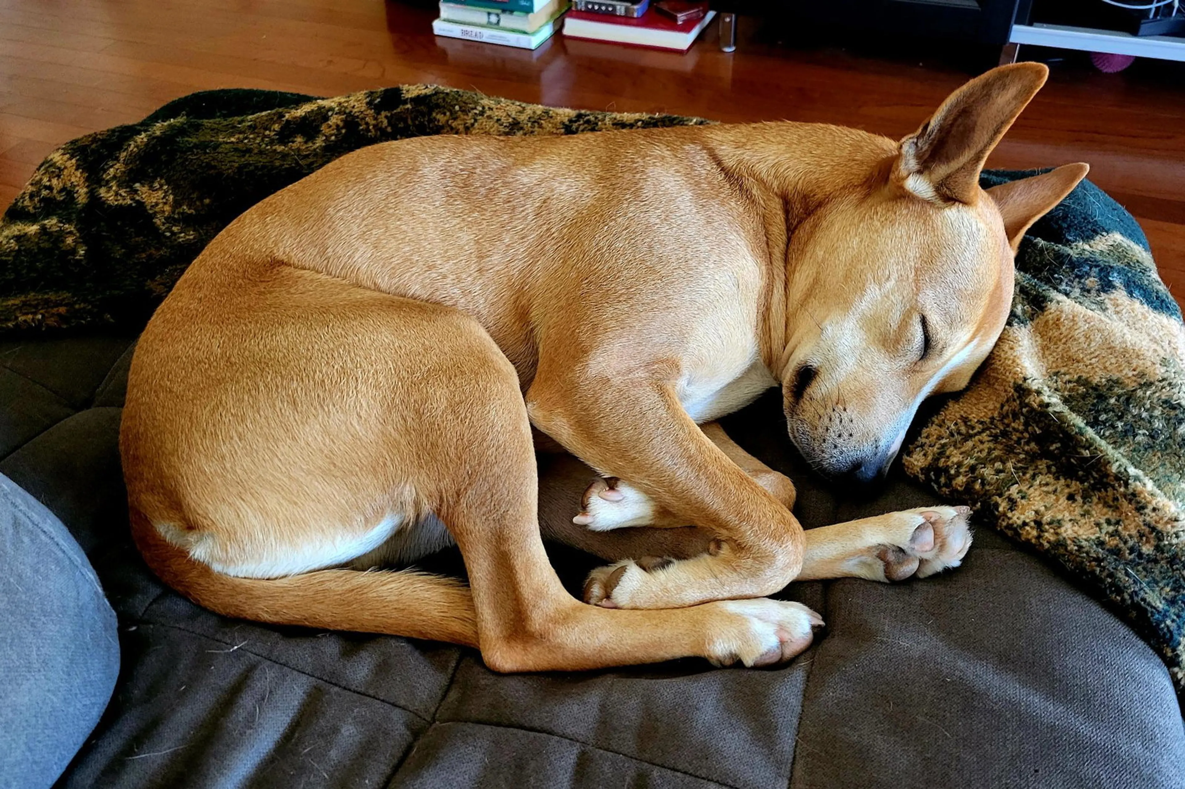Found pet-2