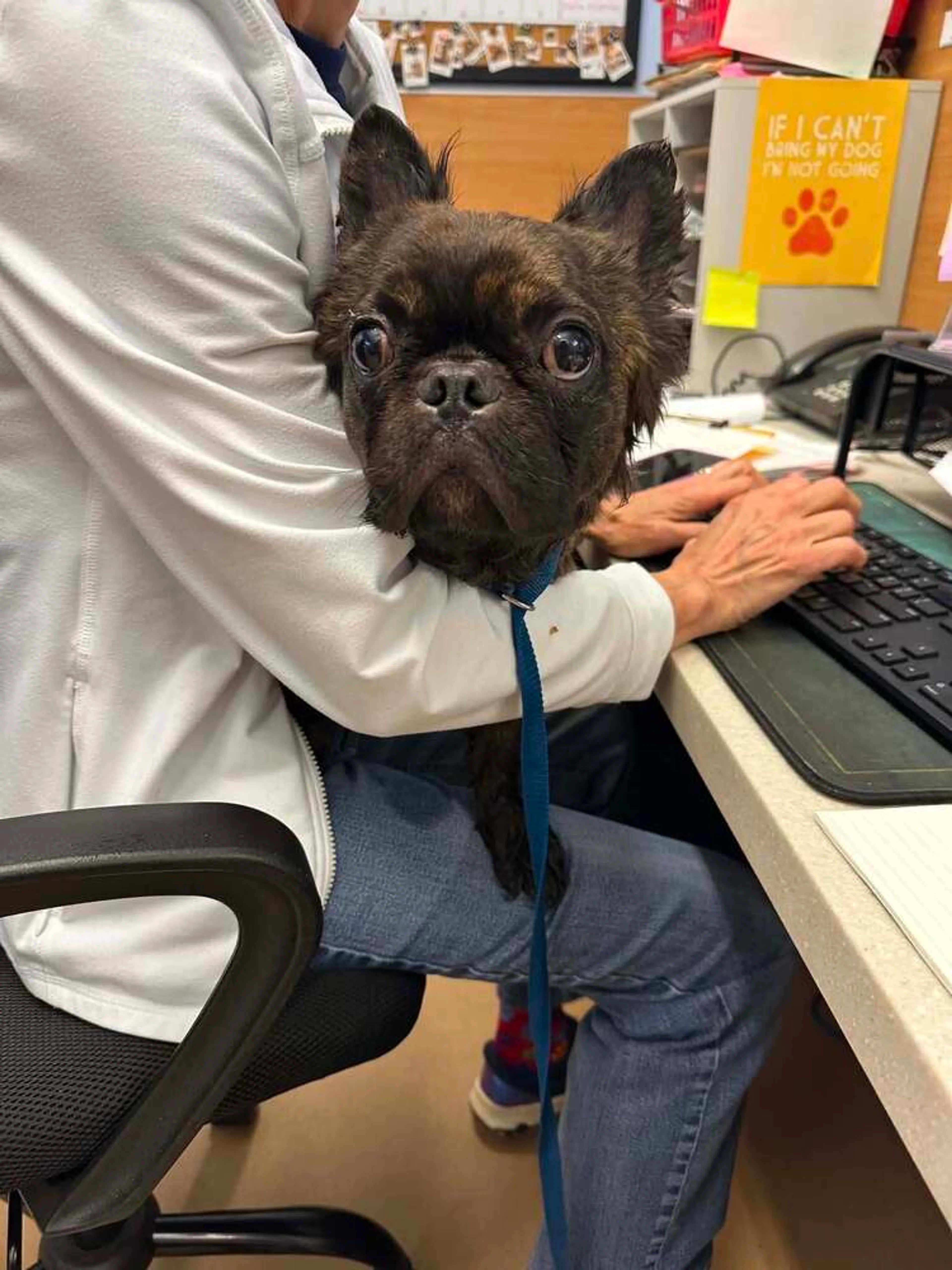 Found pet-1
