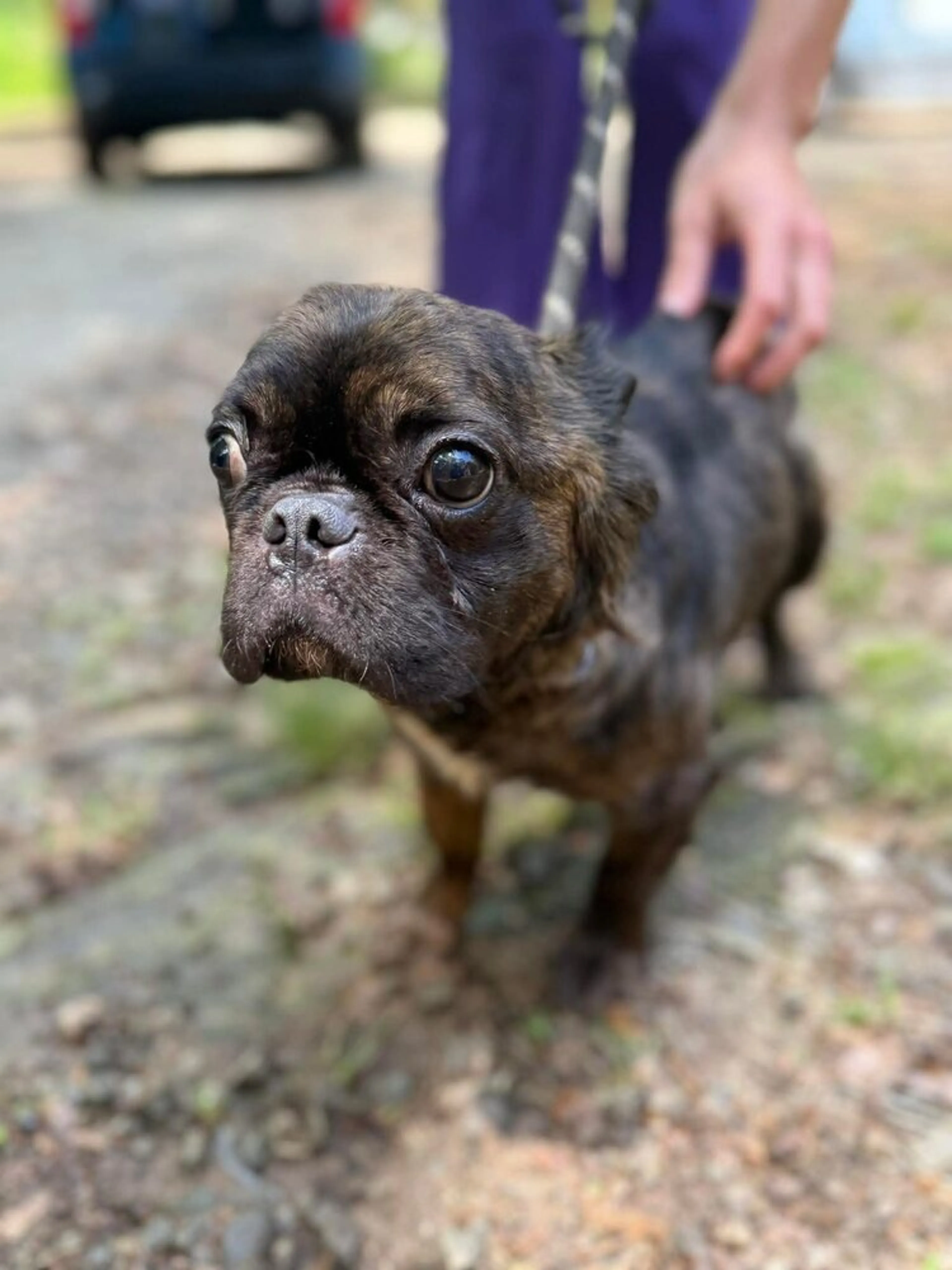 Found pet-0