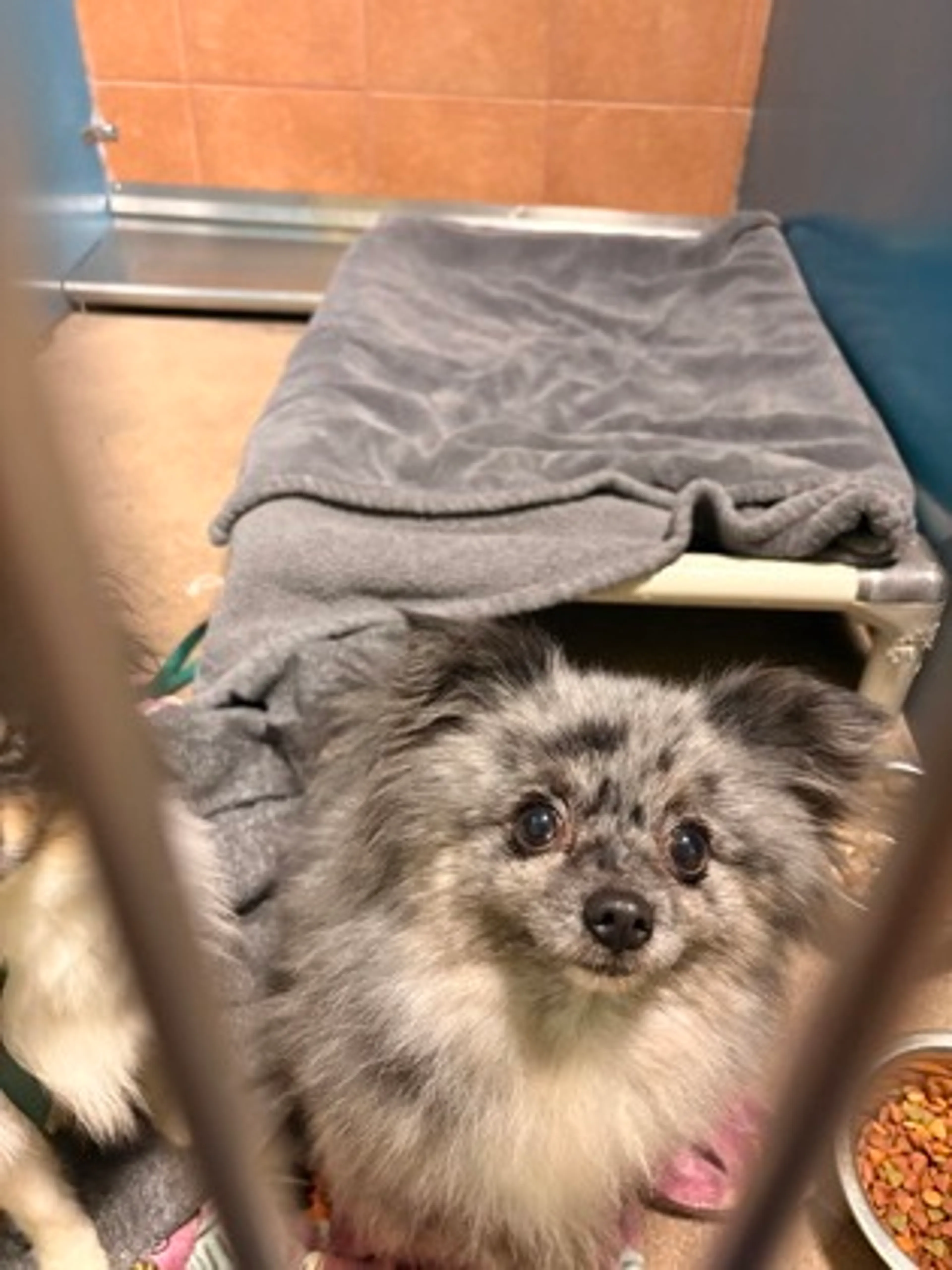 Found pet