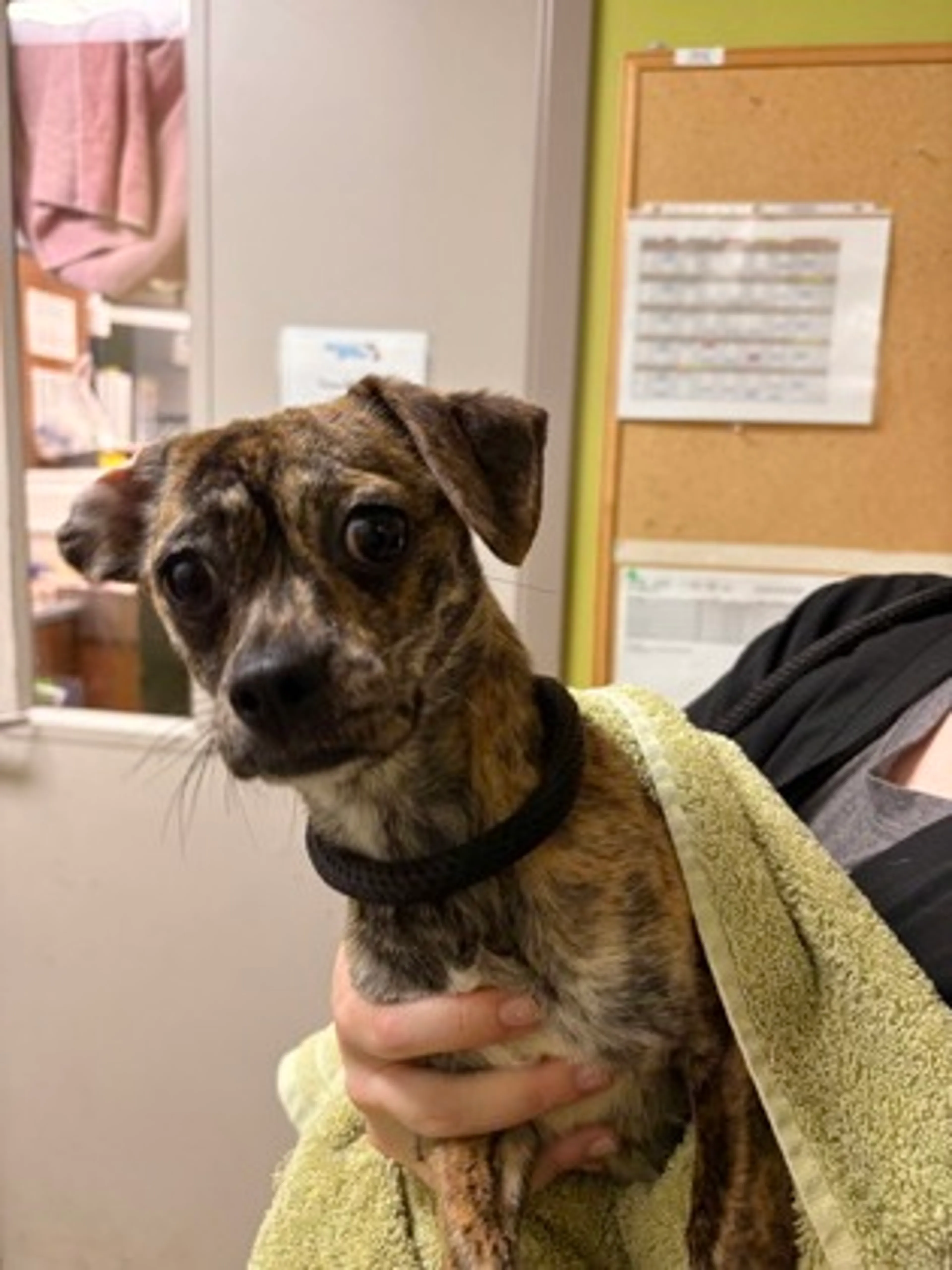Found pet-1