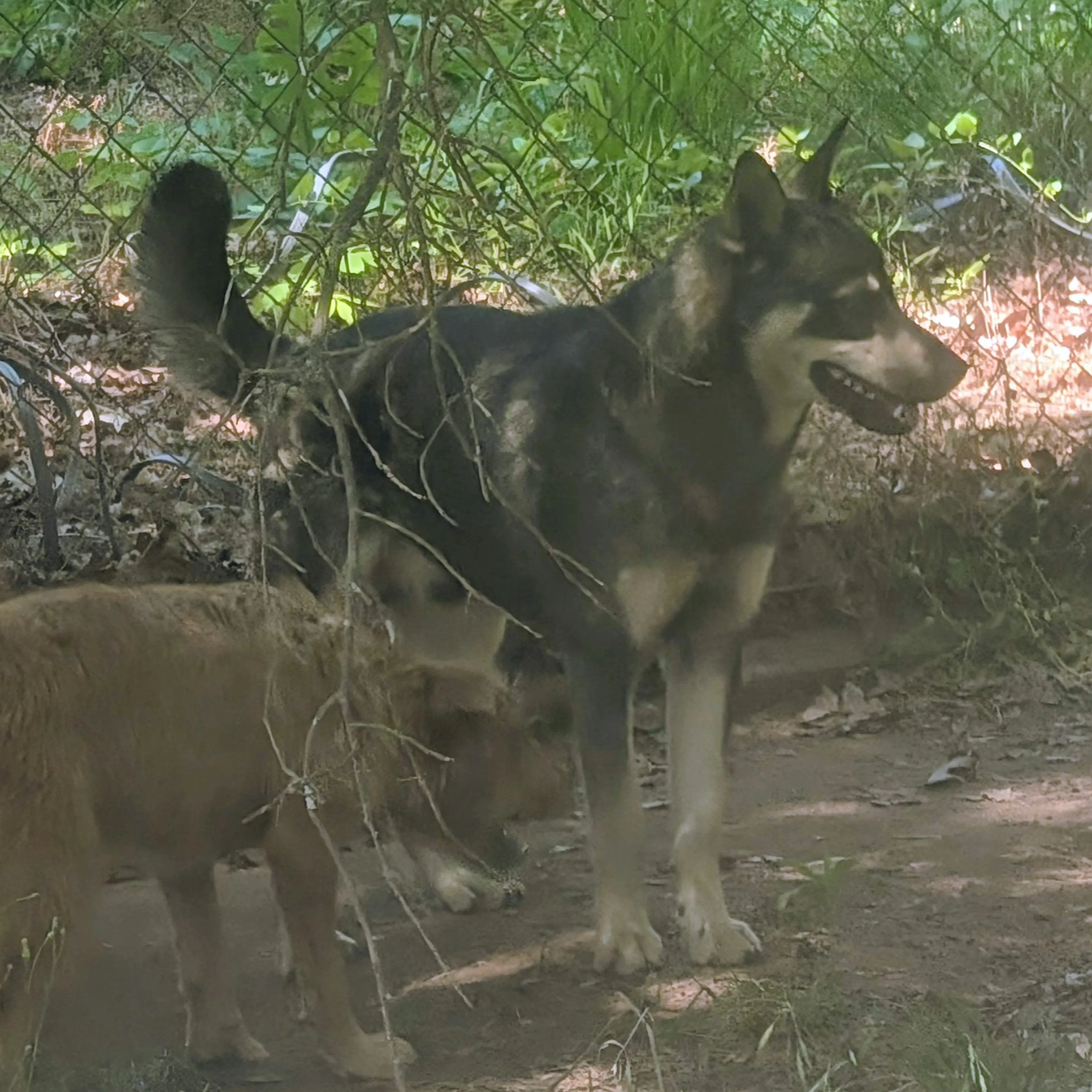 Found pet-1