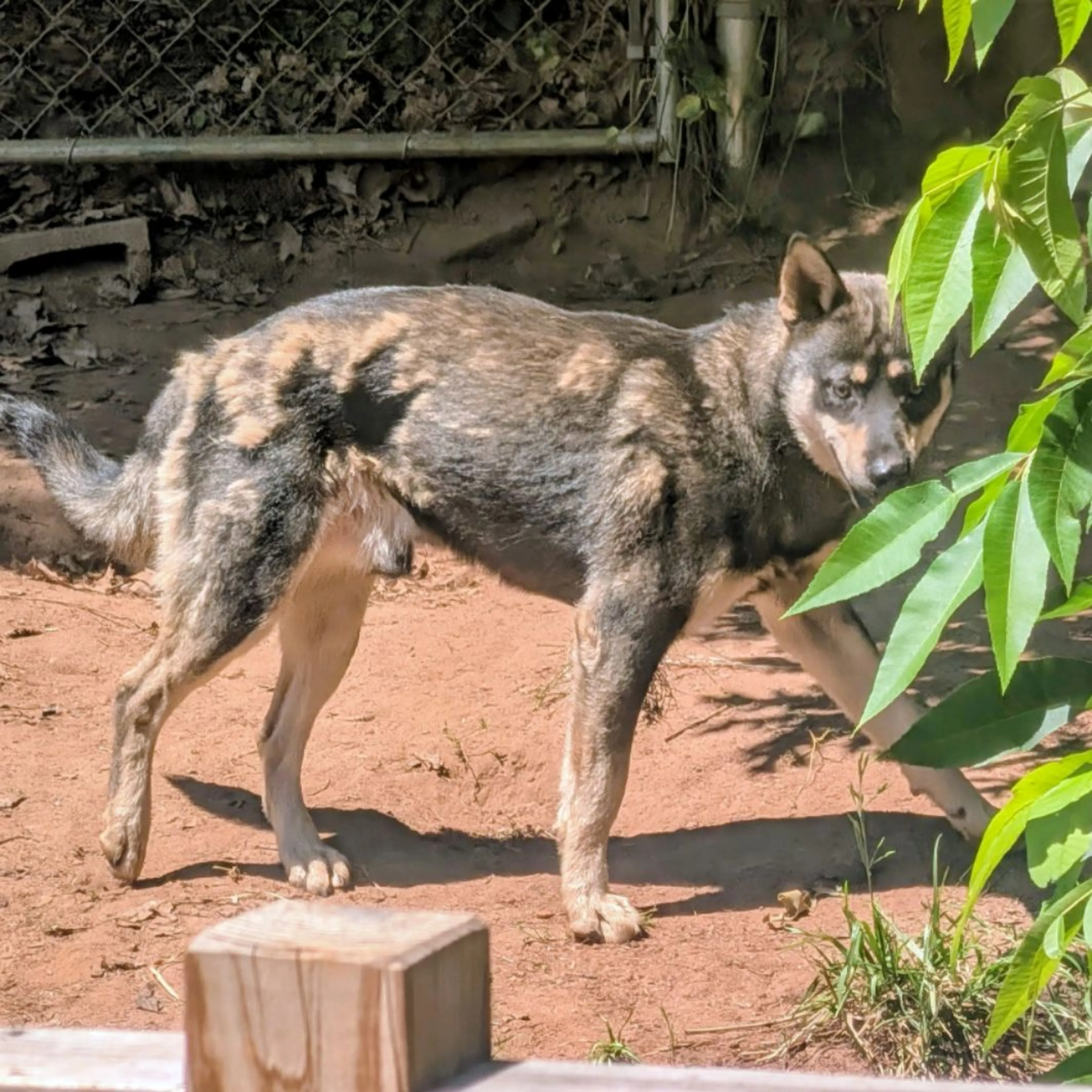 Found pet-0