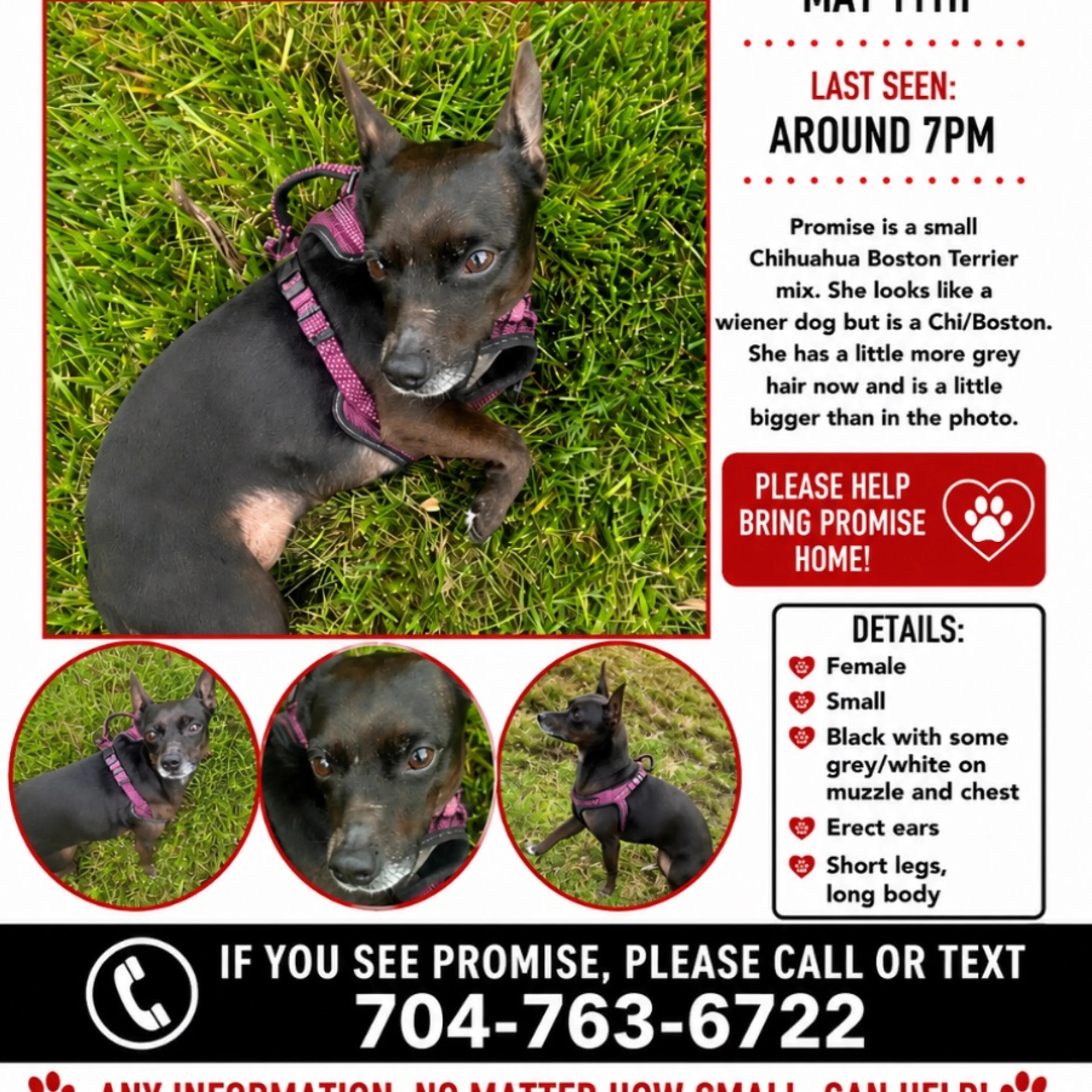 Lost pet