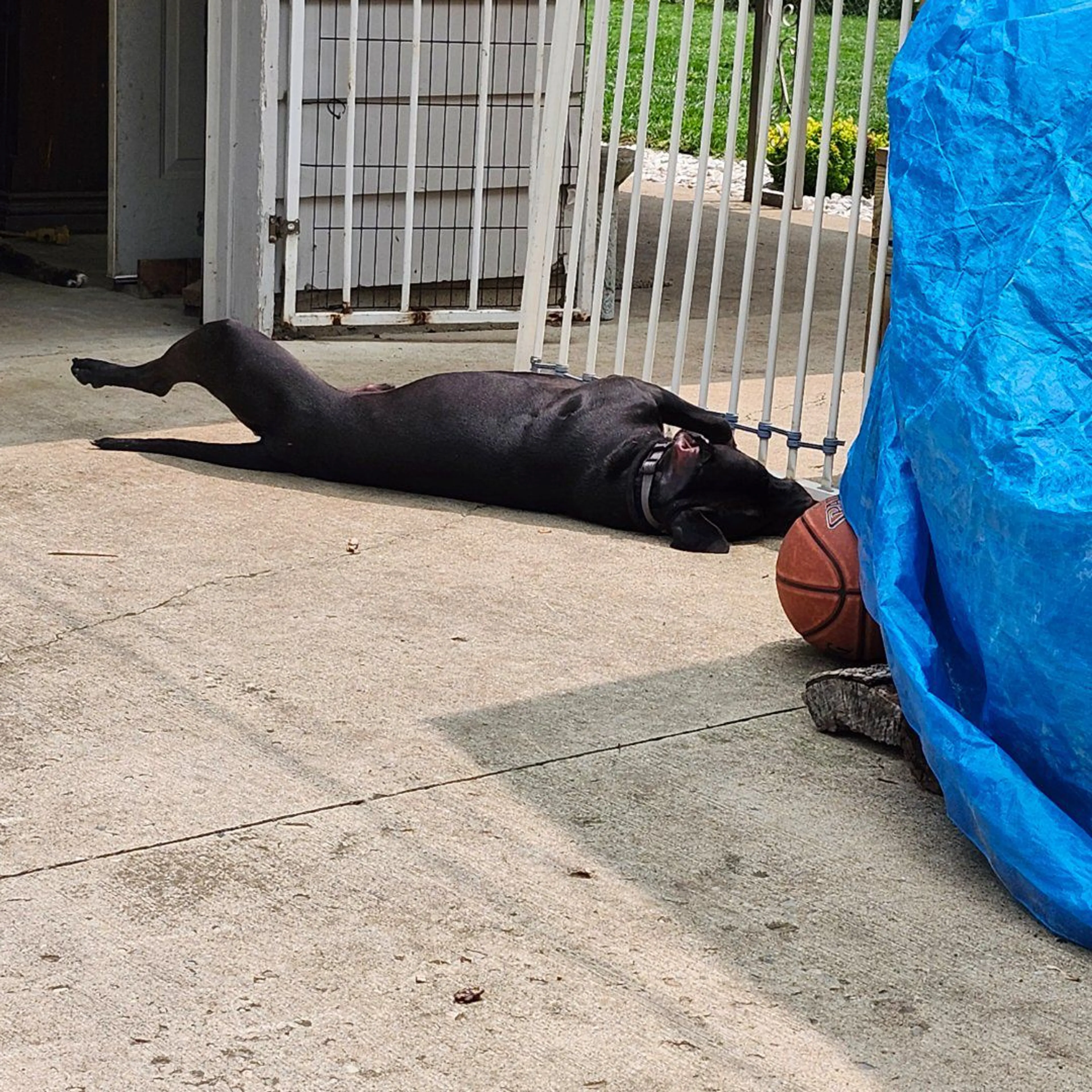 Lost pet-1