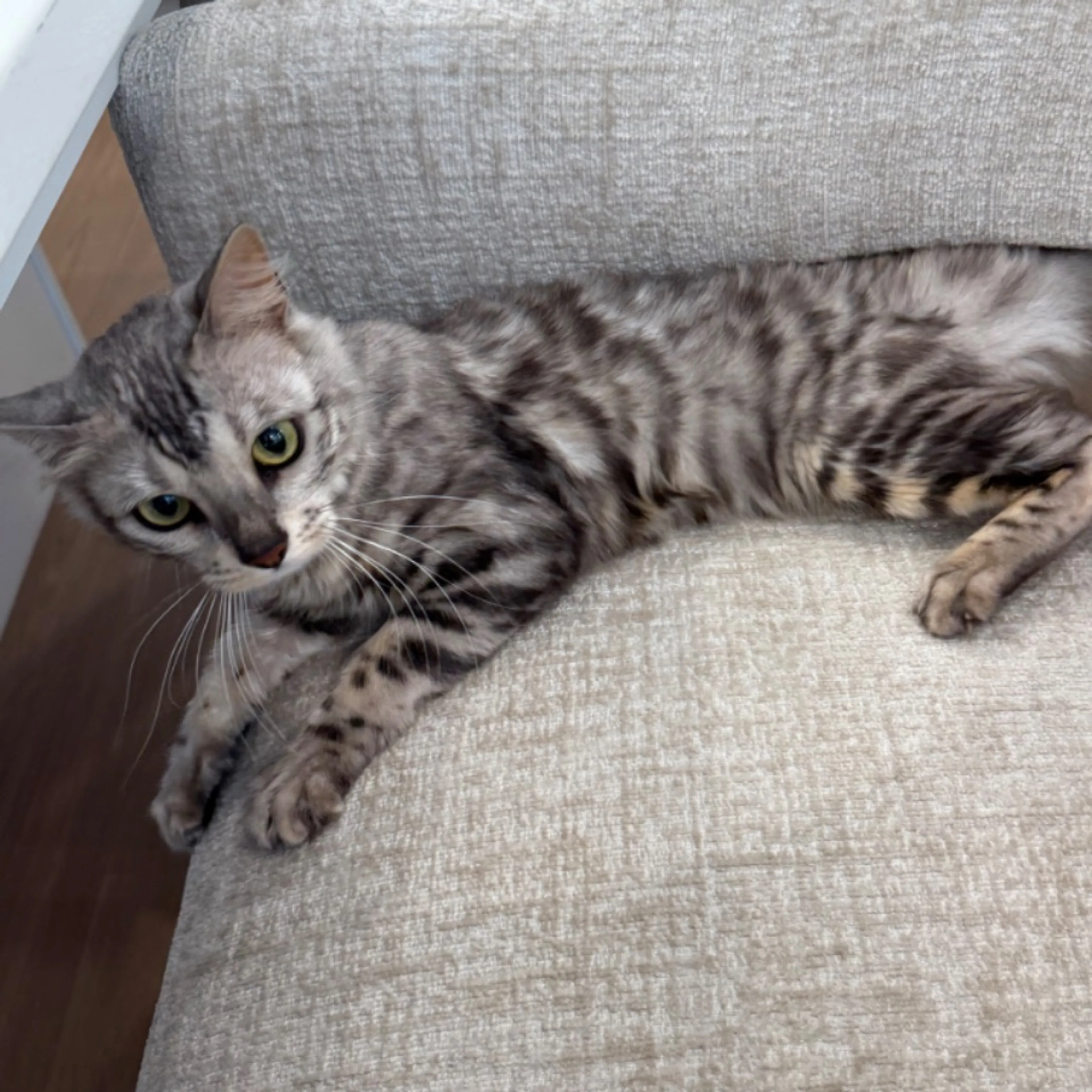 Lost pet-0