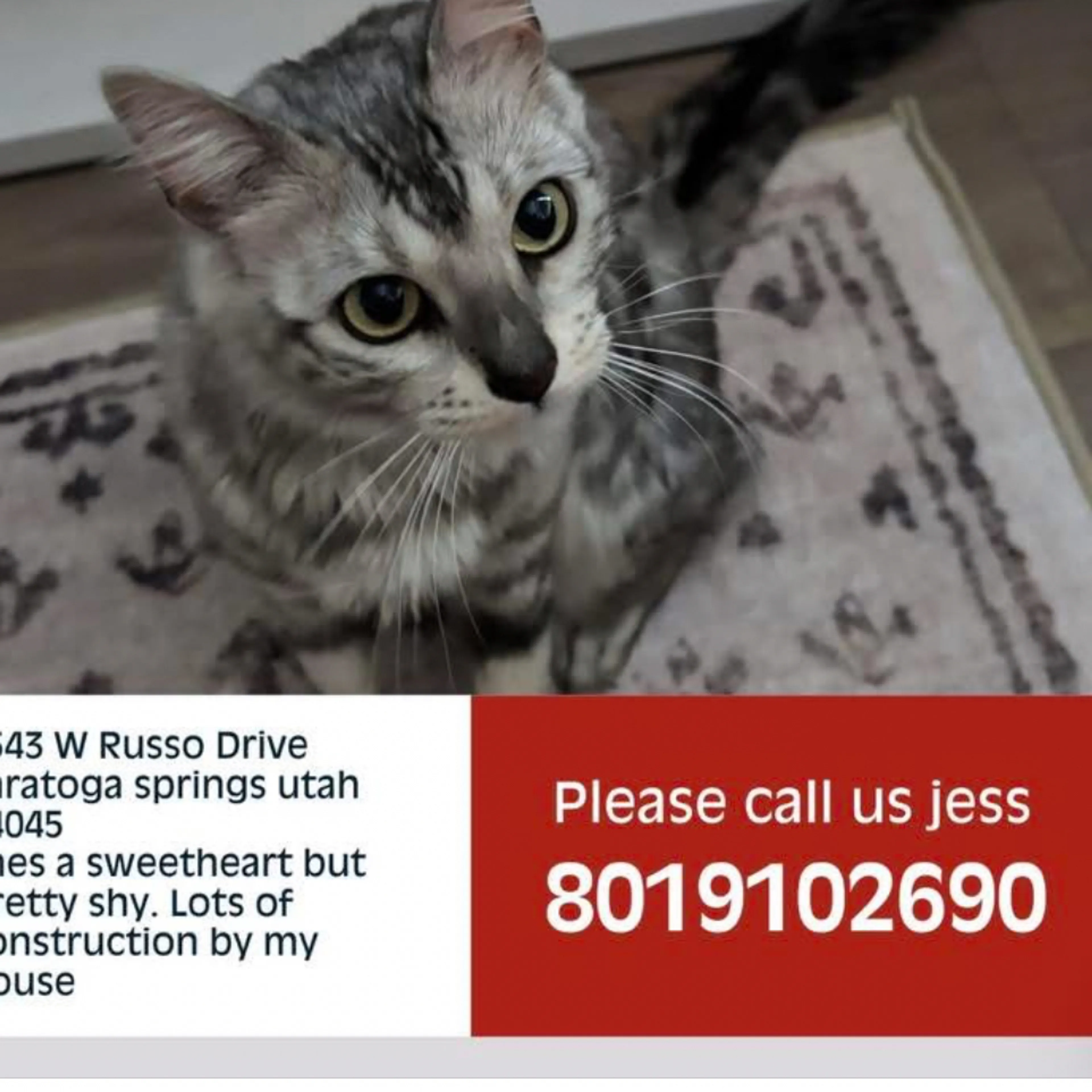 Lost pet-2
