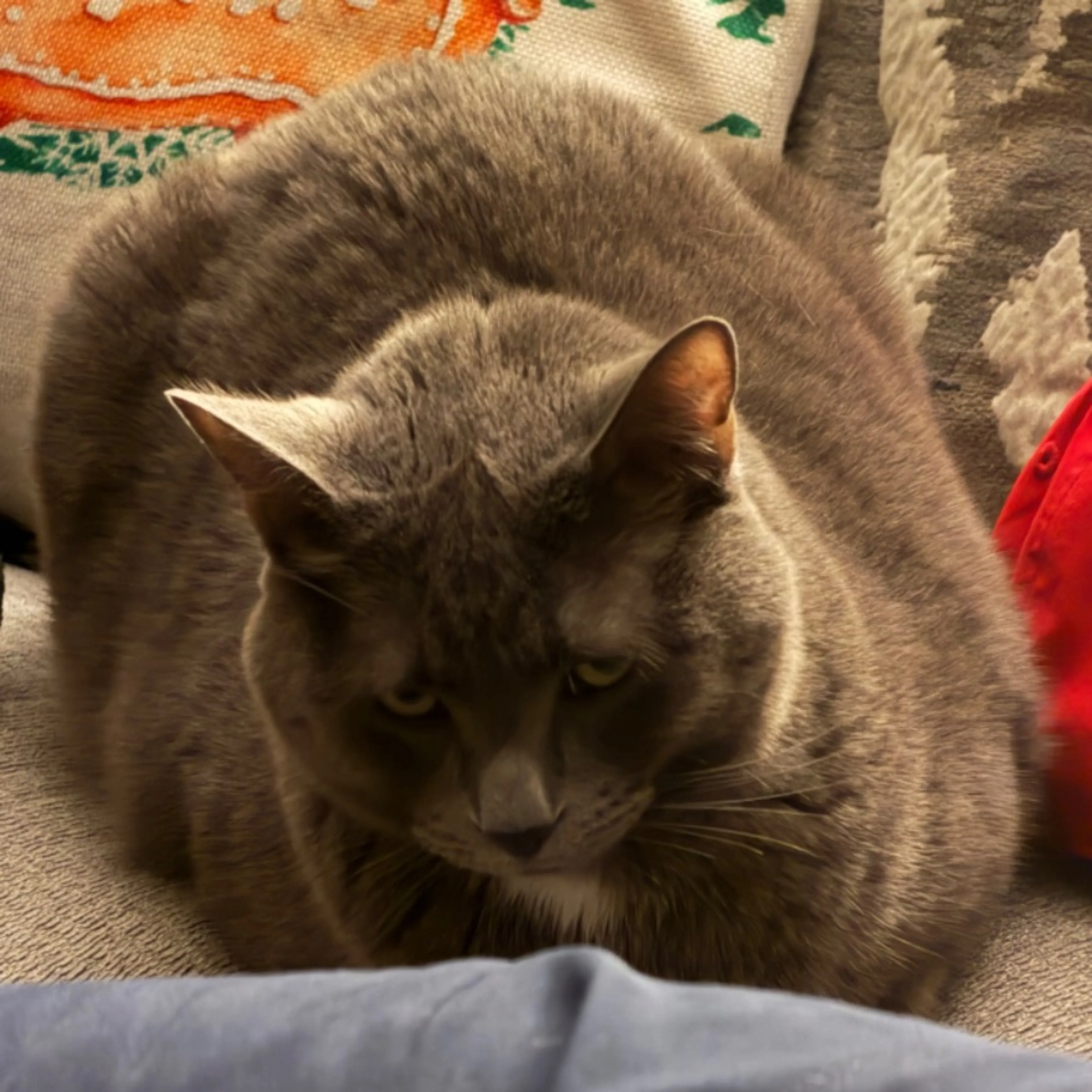 Lost pet