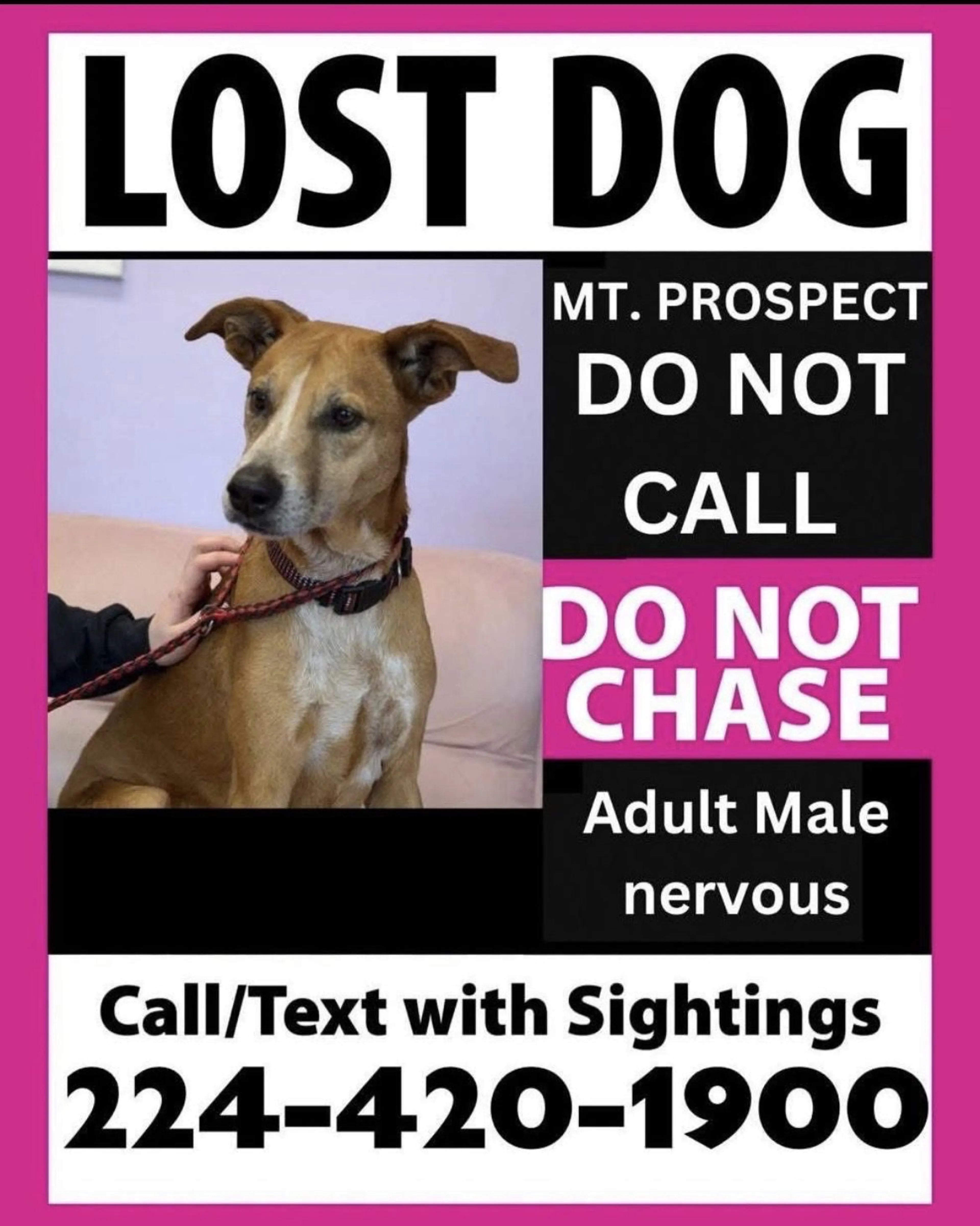 Lost pet-0