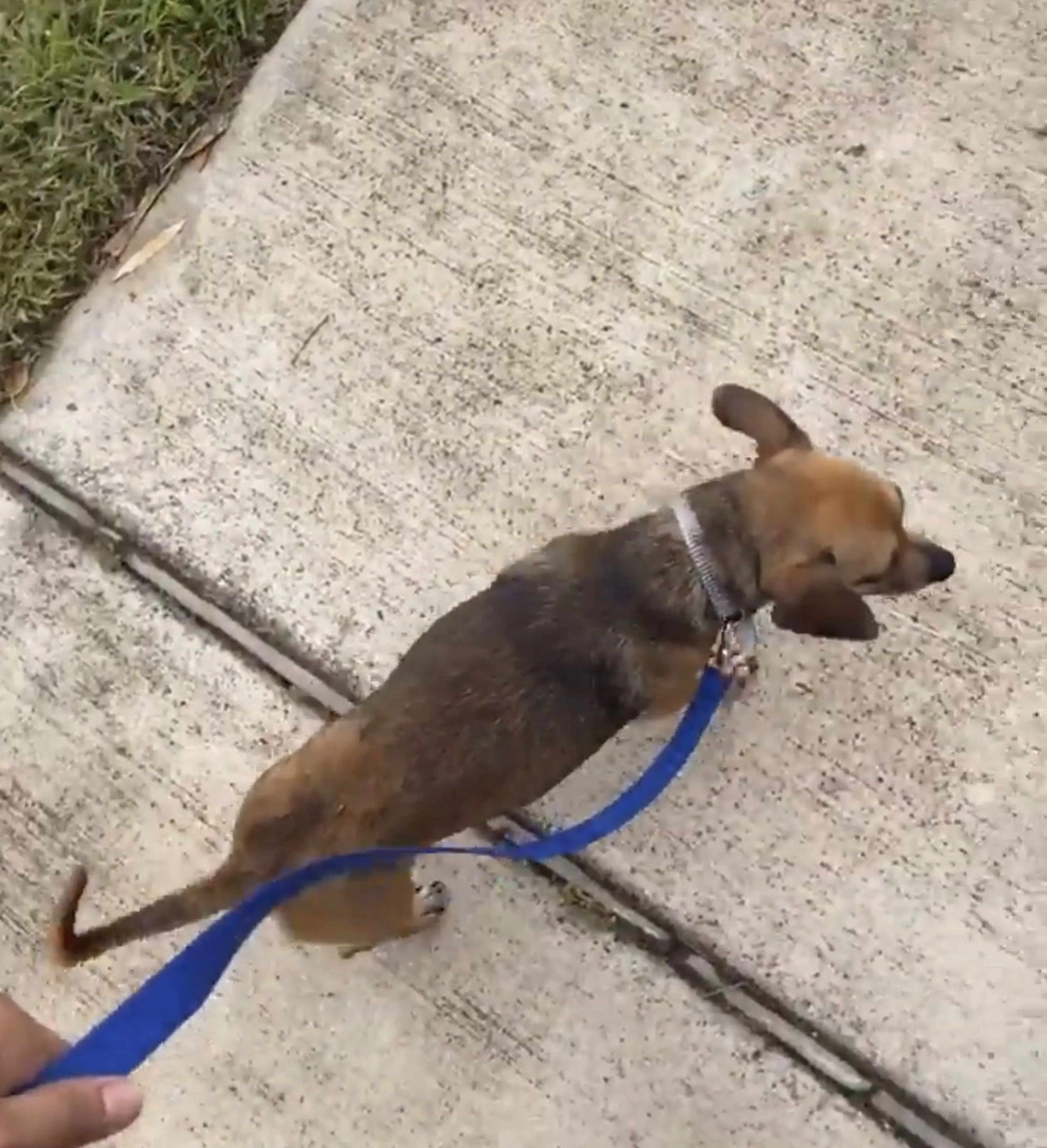 Lost pet-1