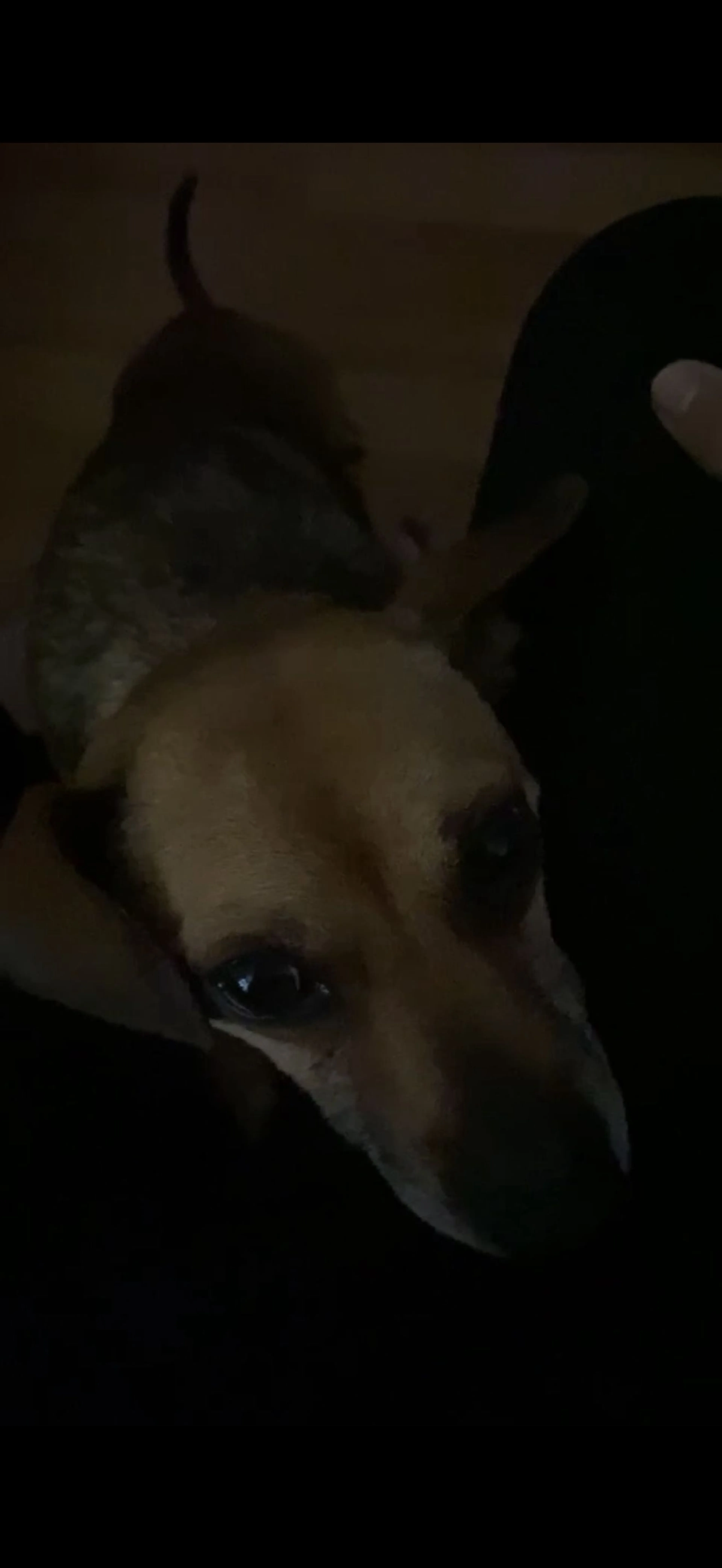 Lost pet-2