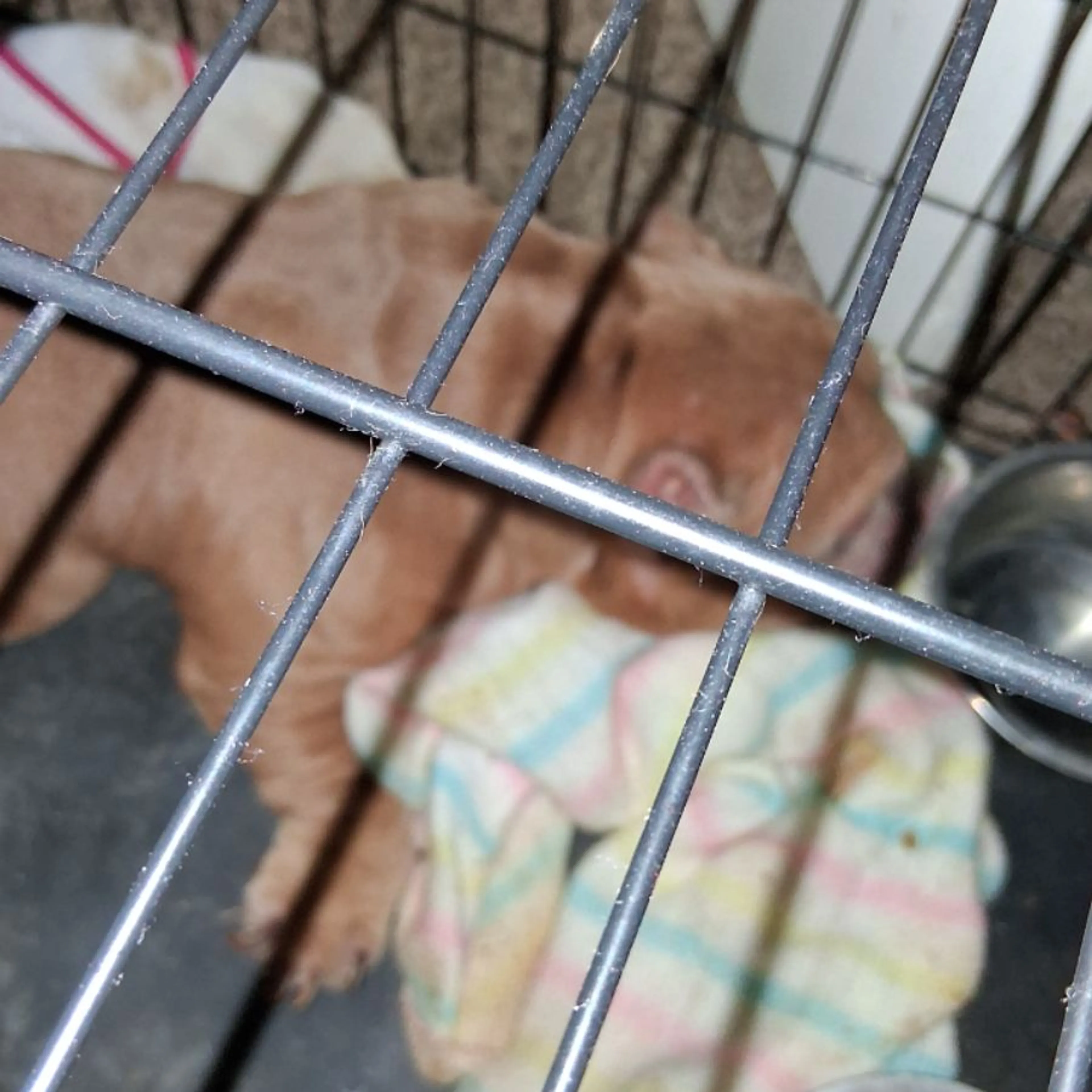 Found pet