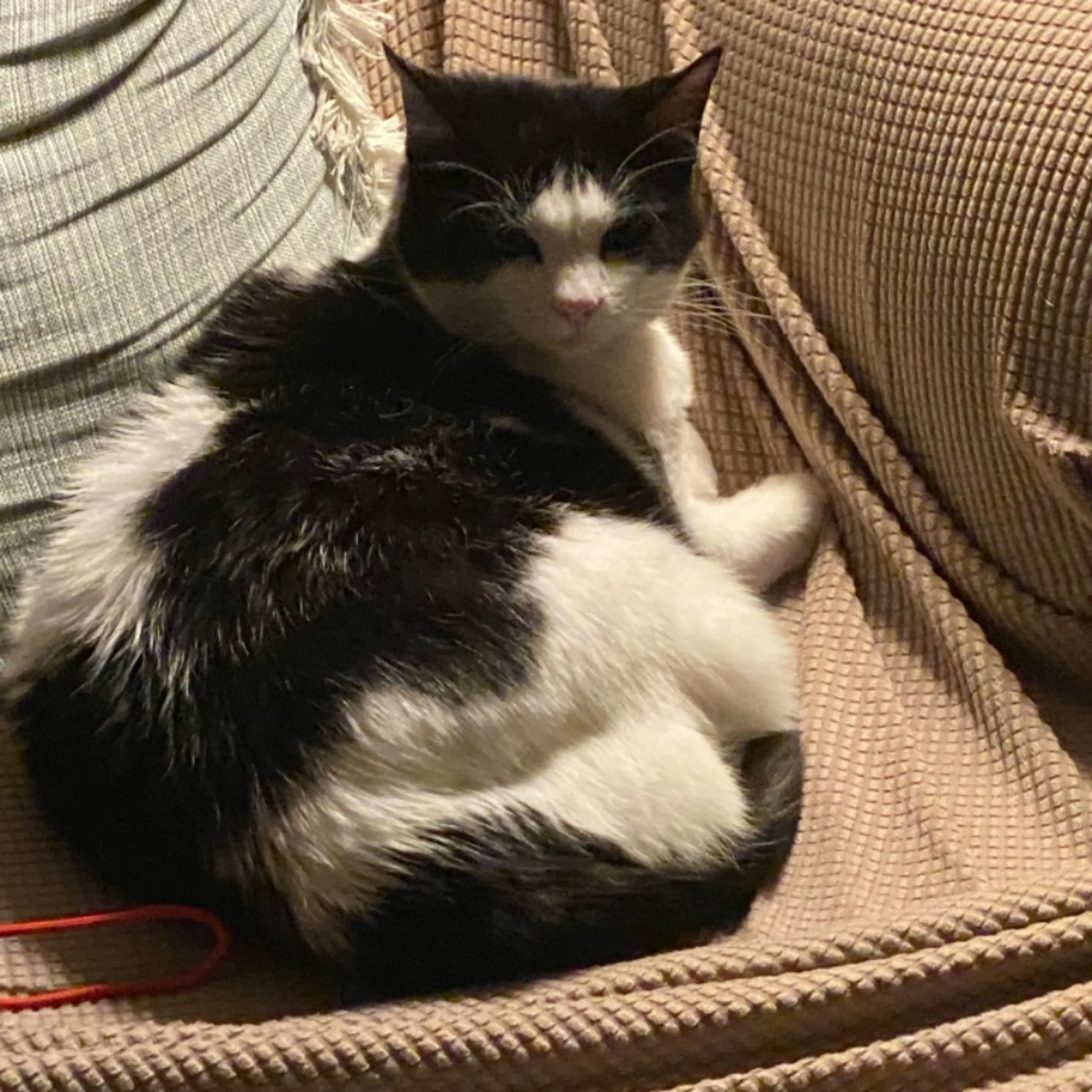 Lost pet