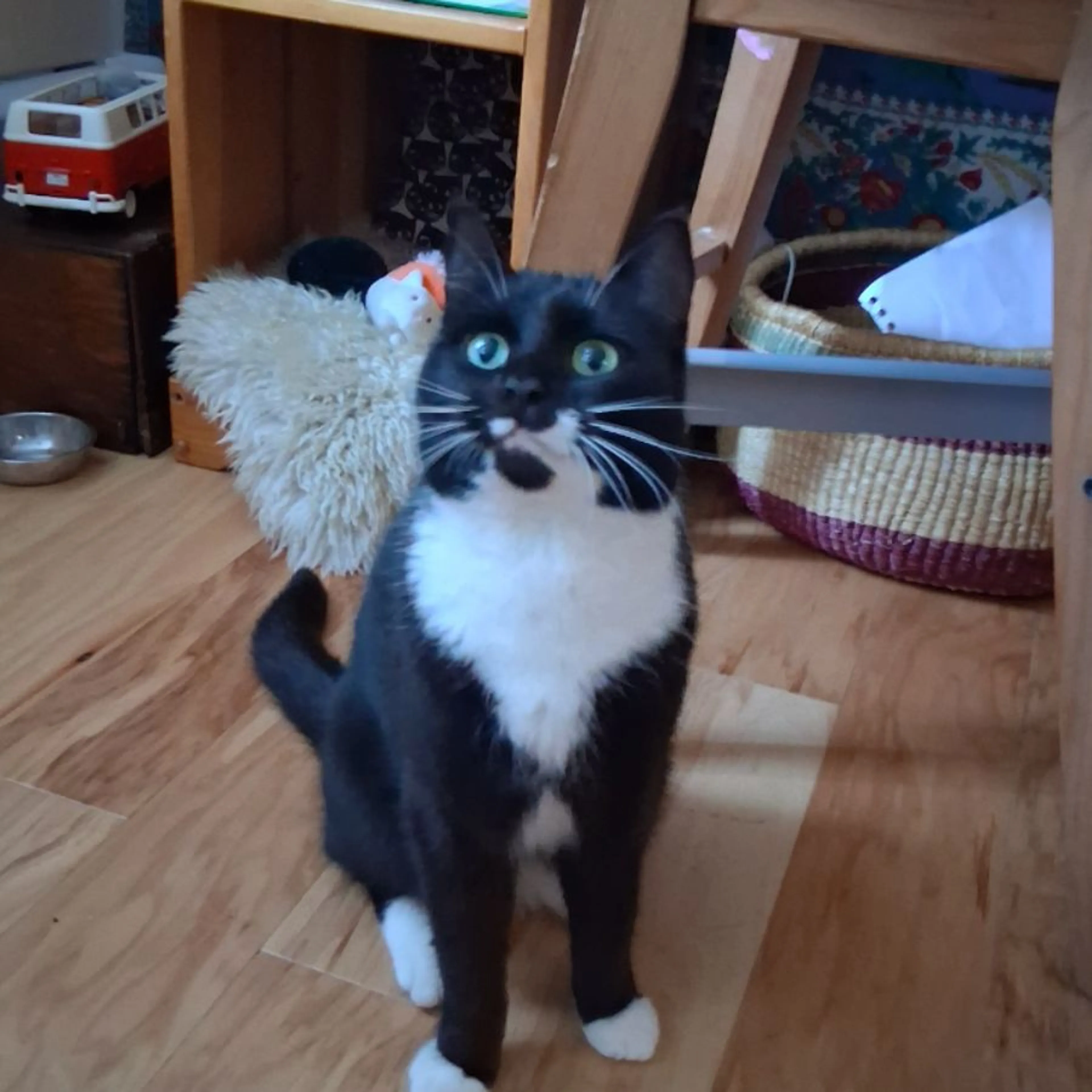Lost pet-0
