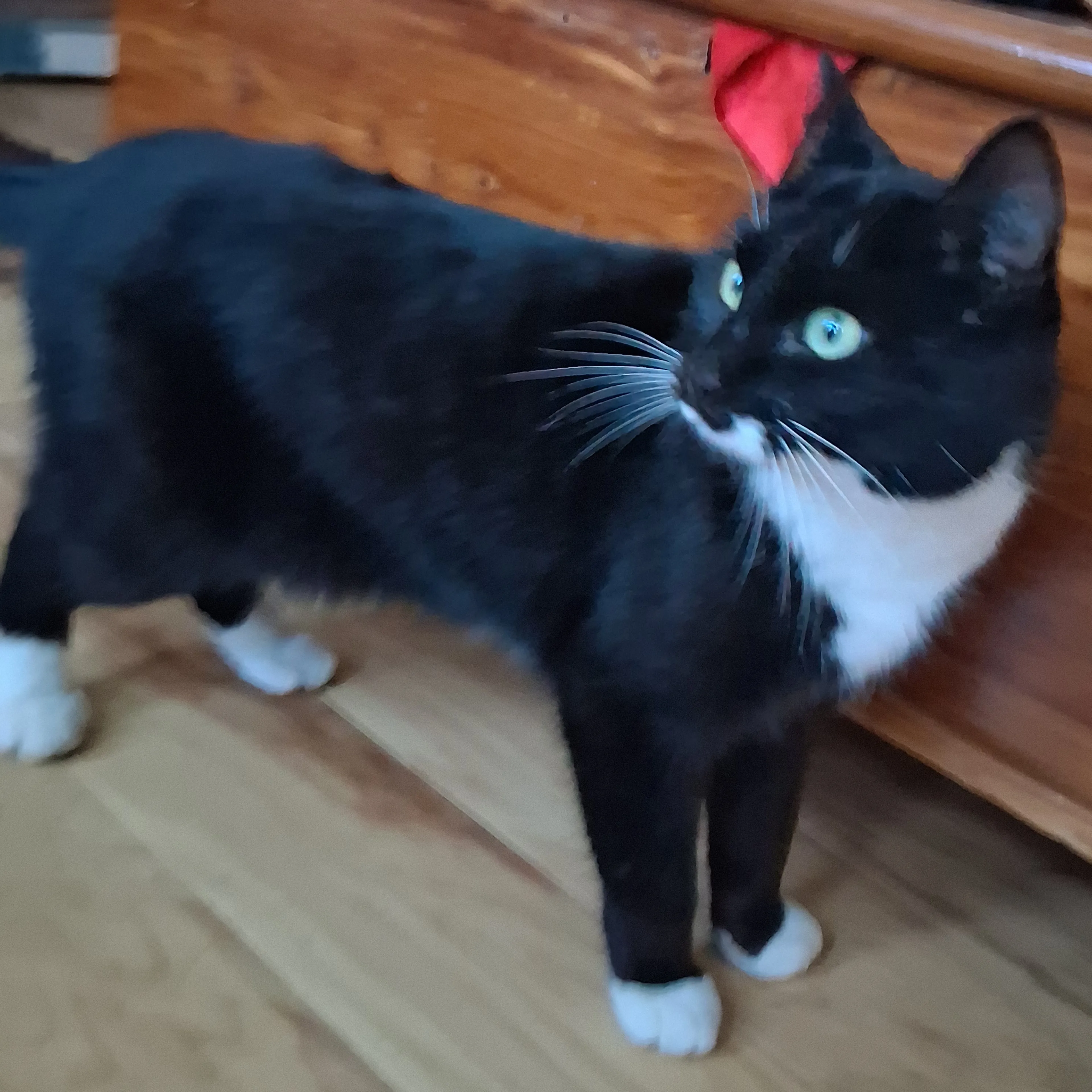 Lost pet-1