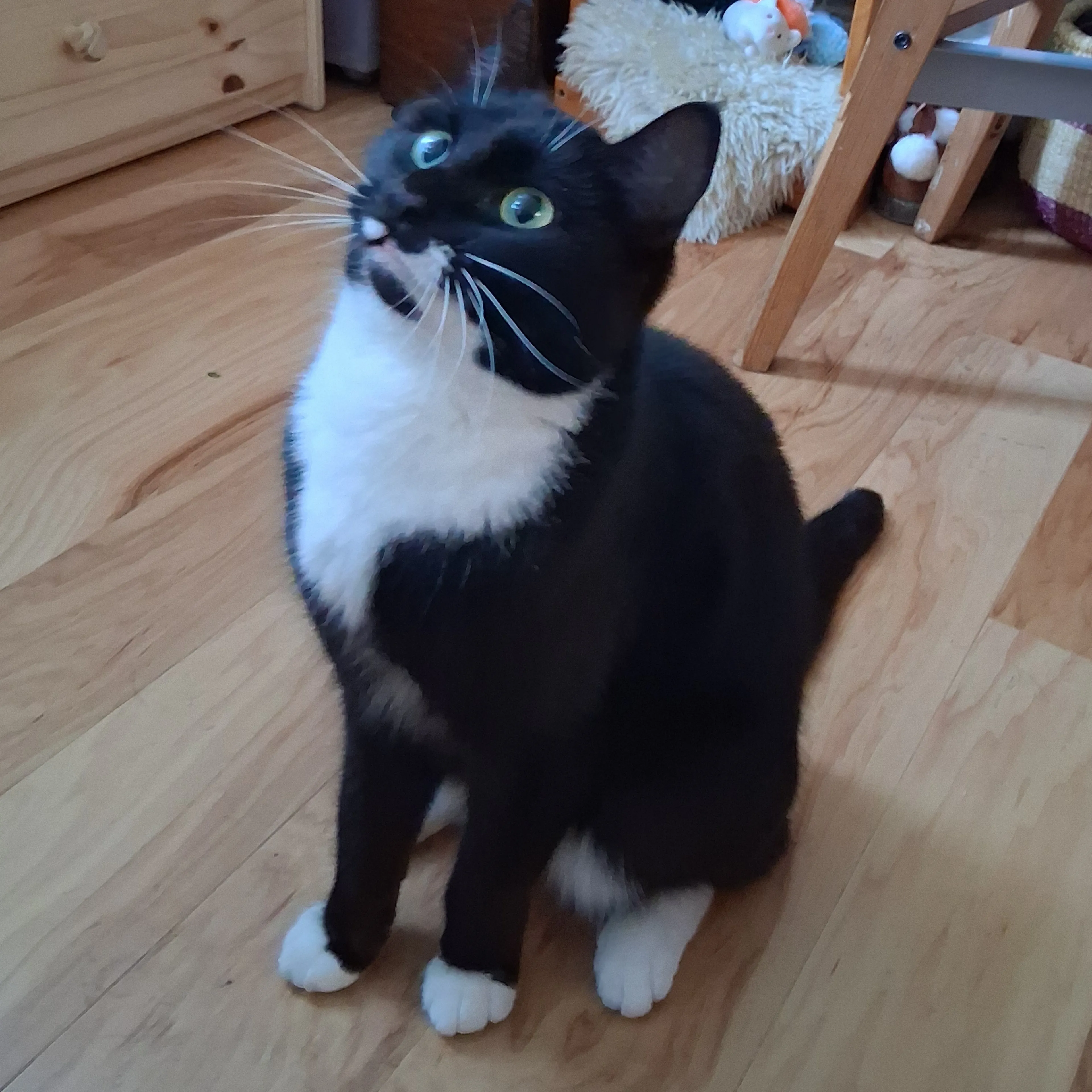 Lost pet-2