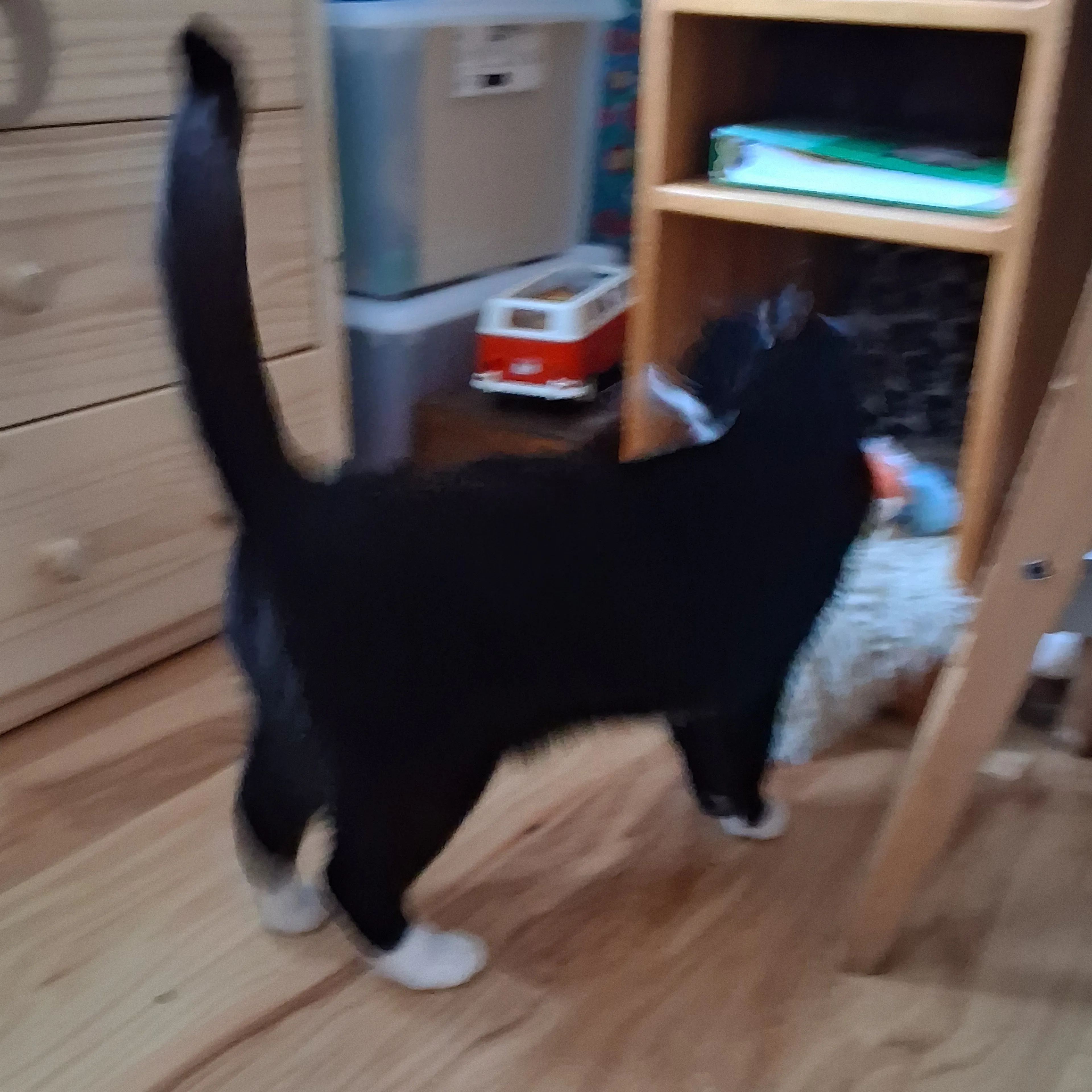 Lost pet-3