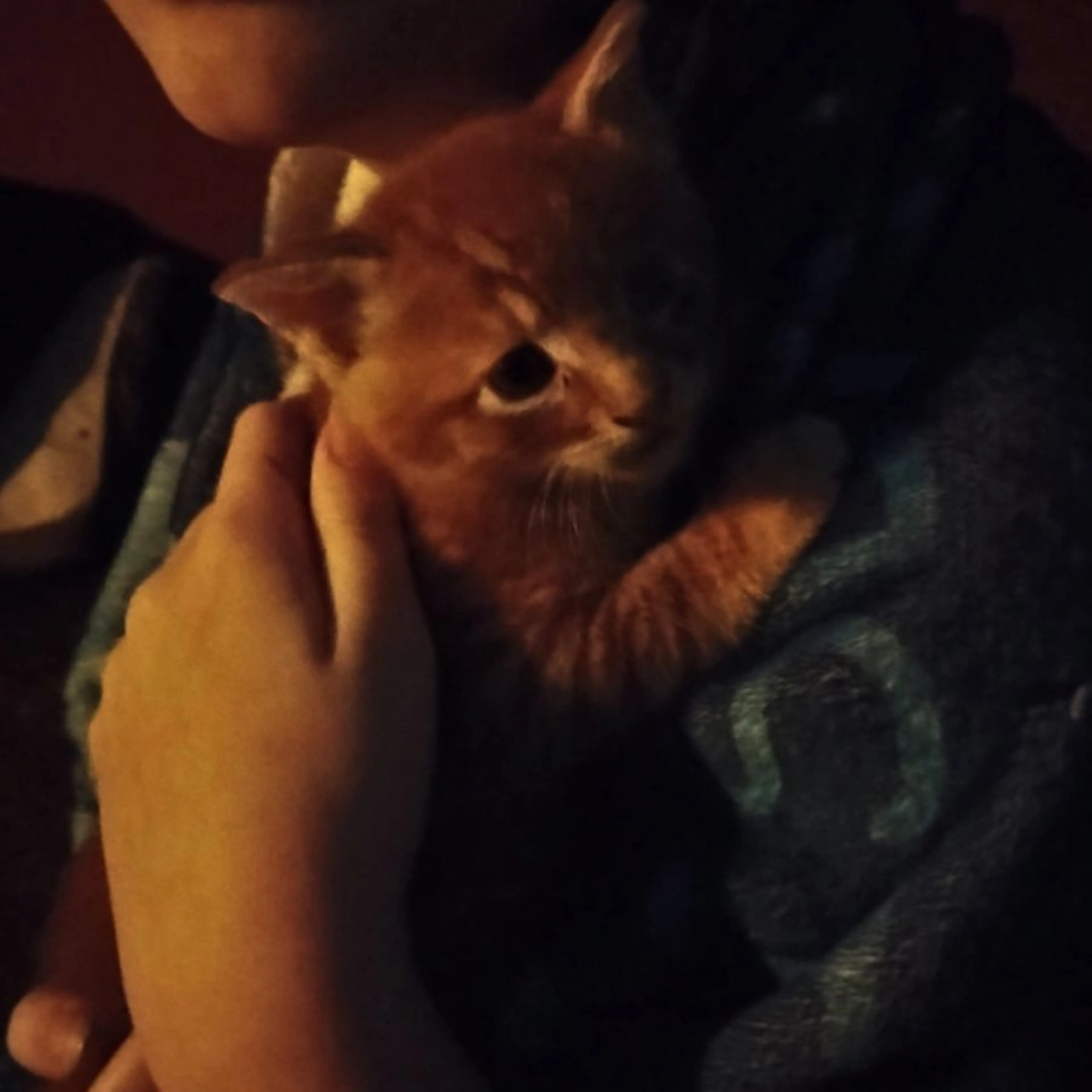 Lost pet