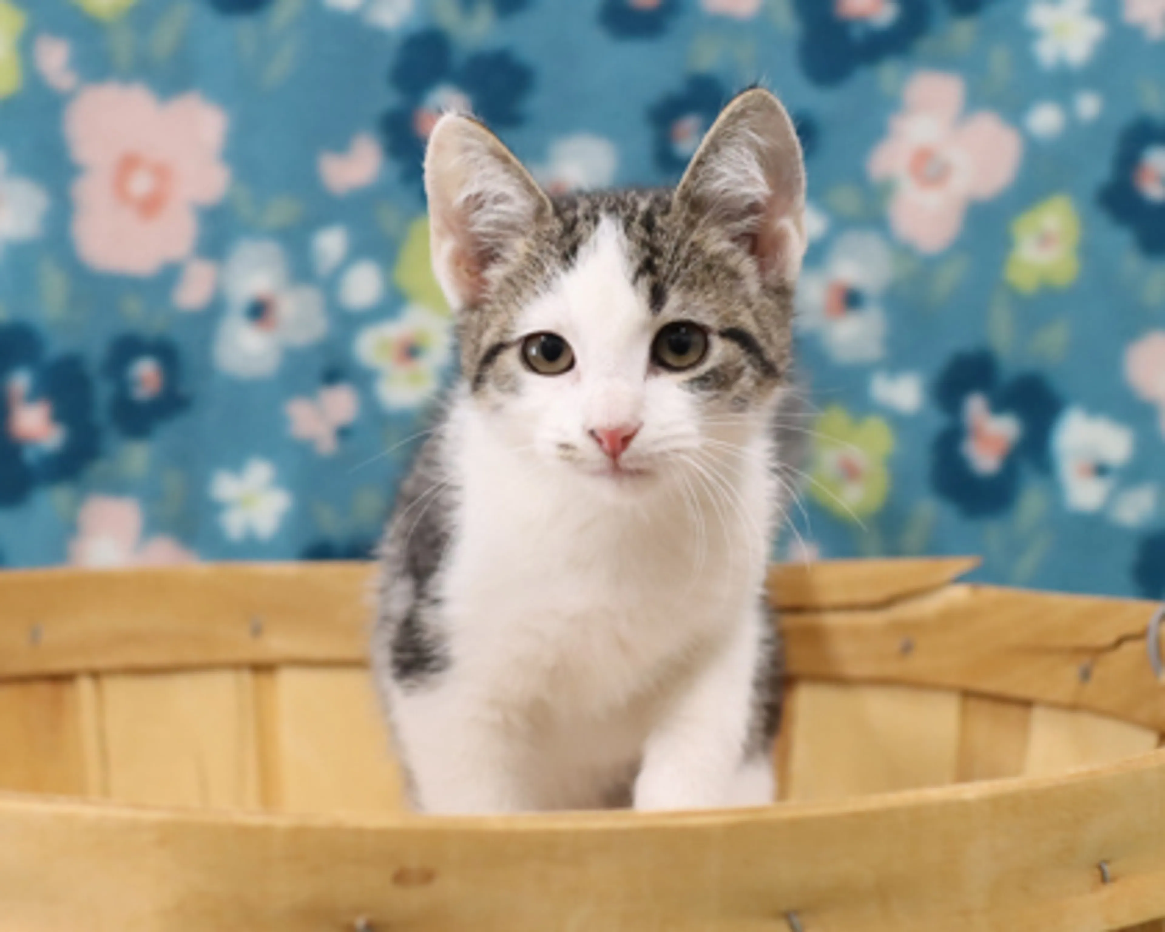 Found pet-1