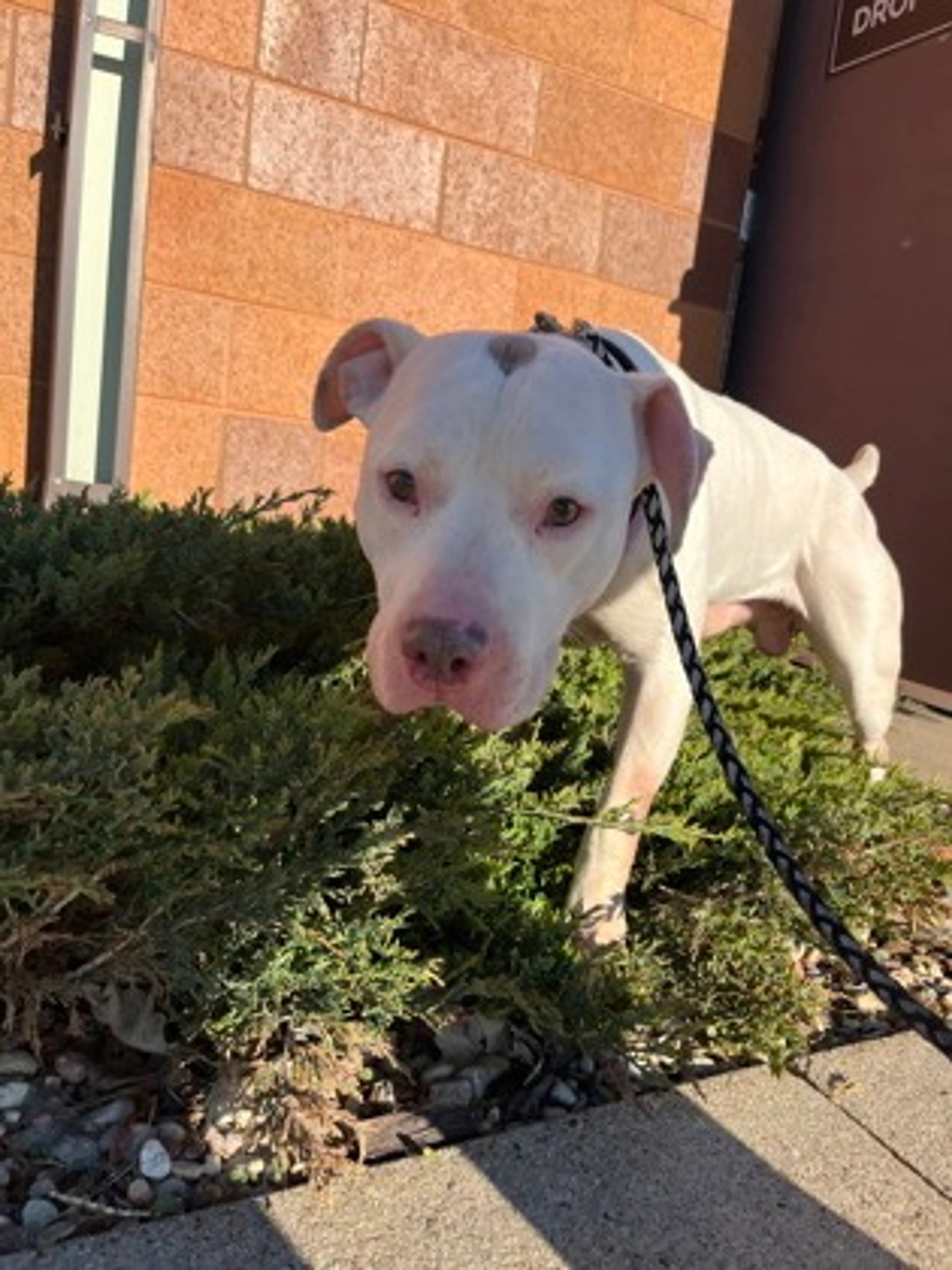 Found pet-1