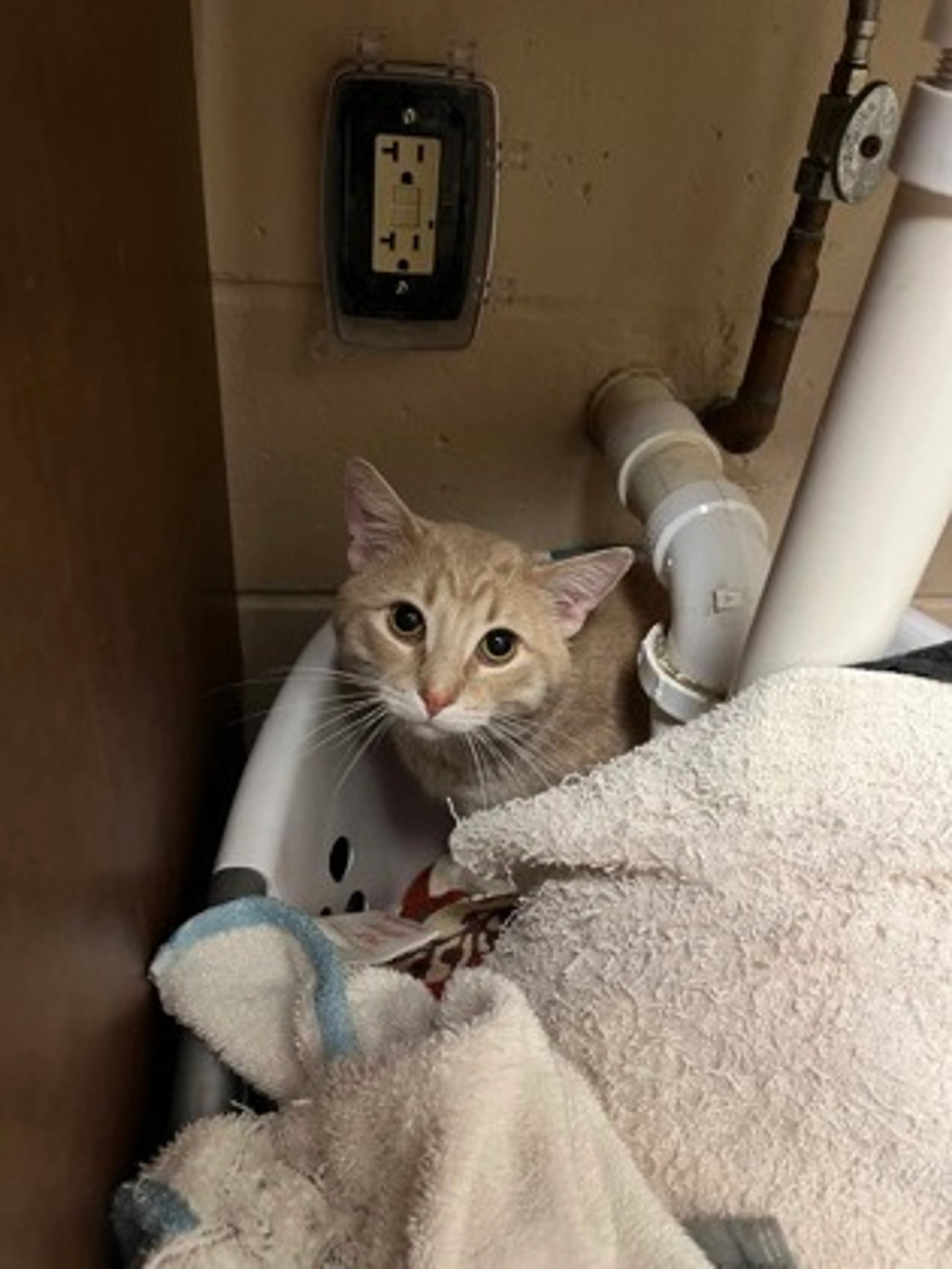 Found pet