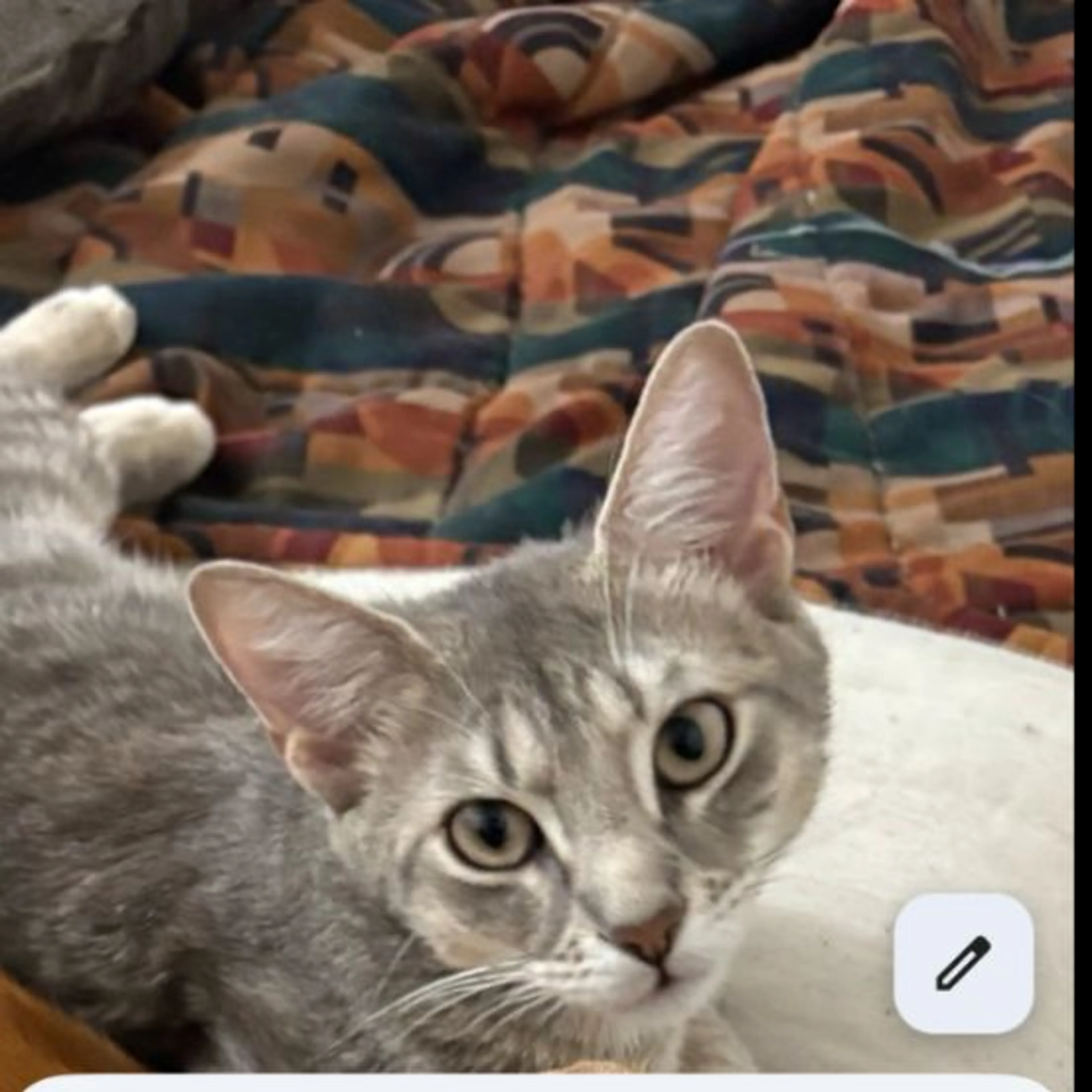 Lost pet
