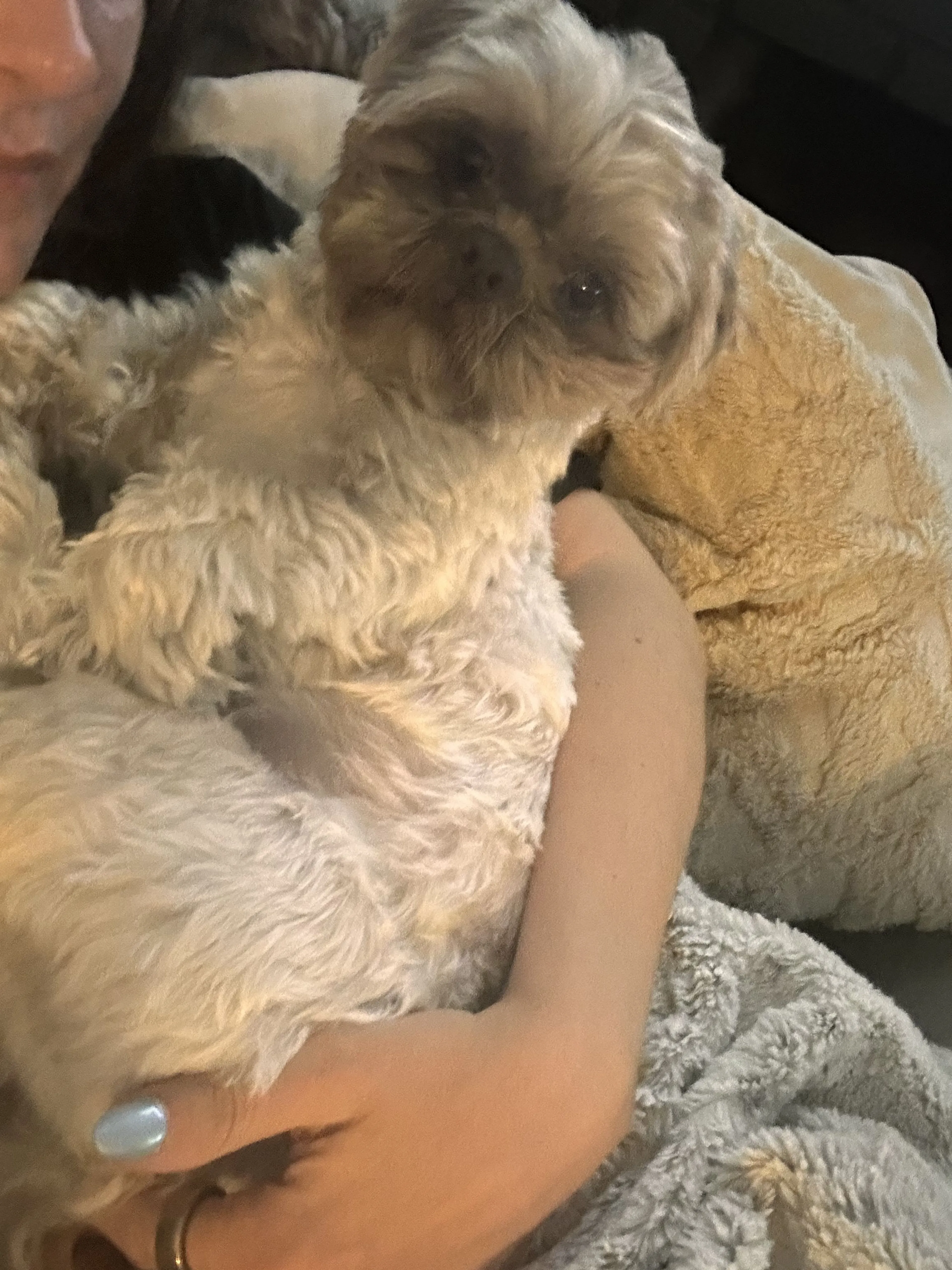 Lost pet-1