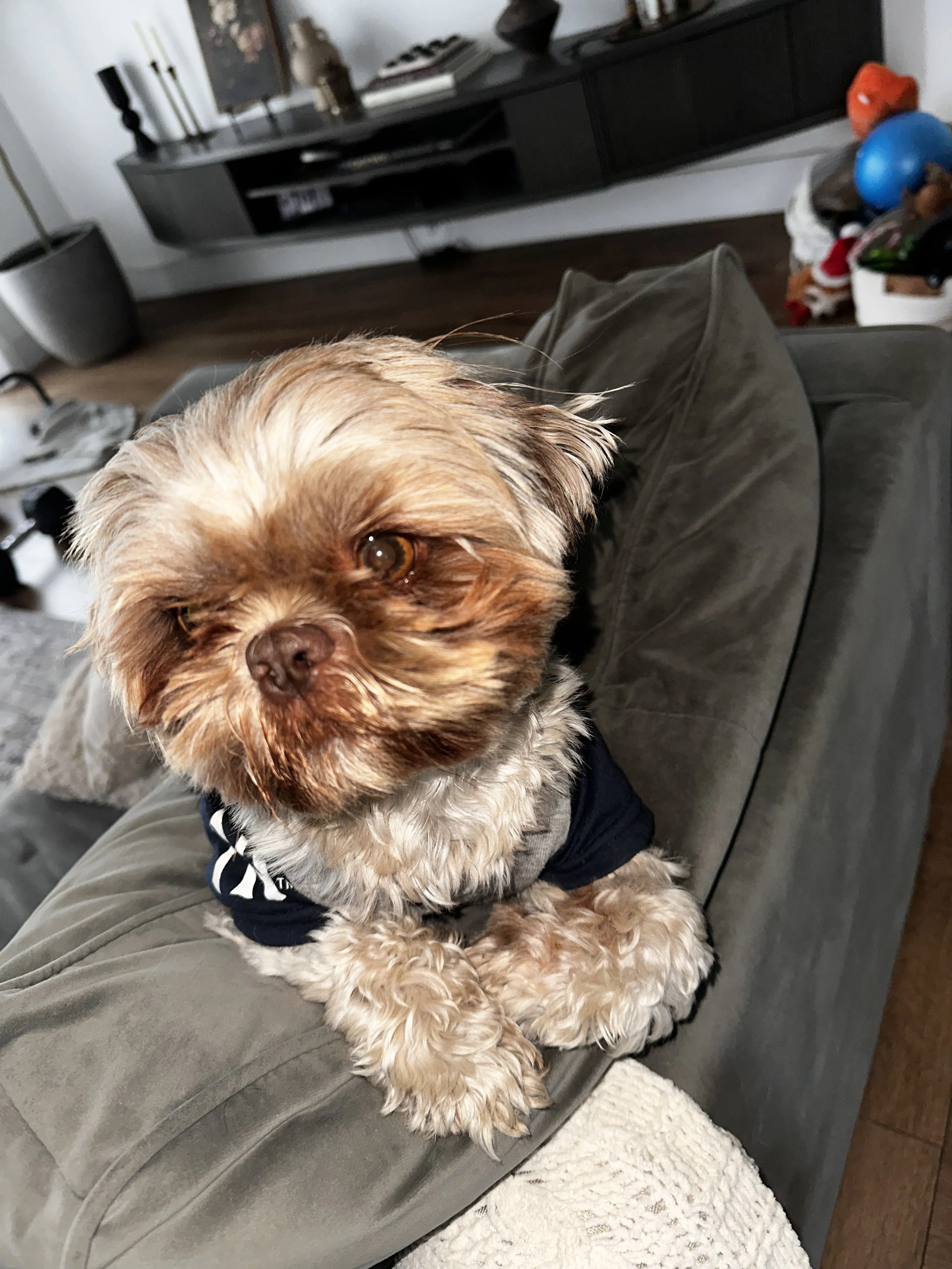 Lost pet-2