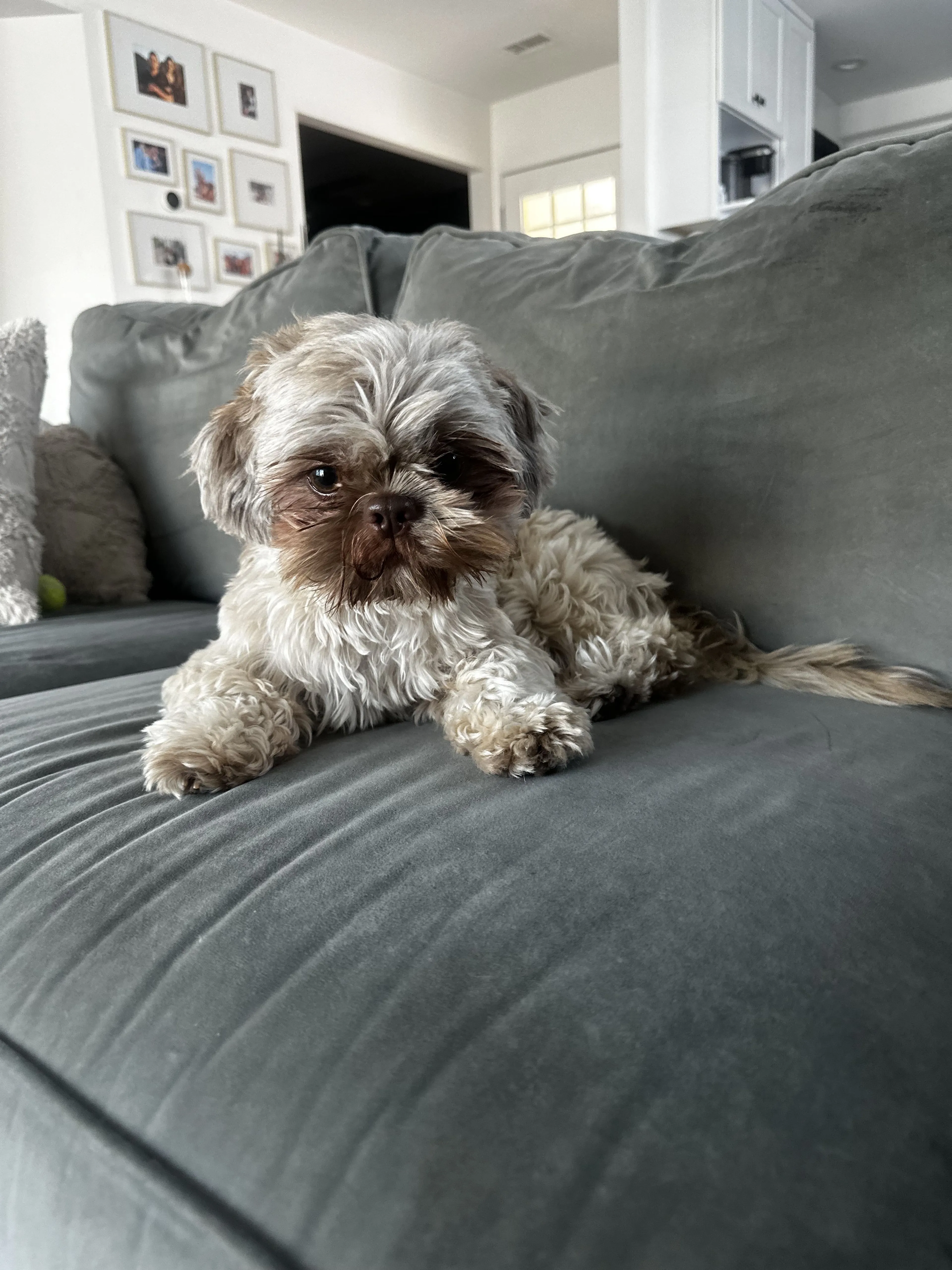 Lost pet-4