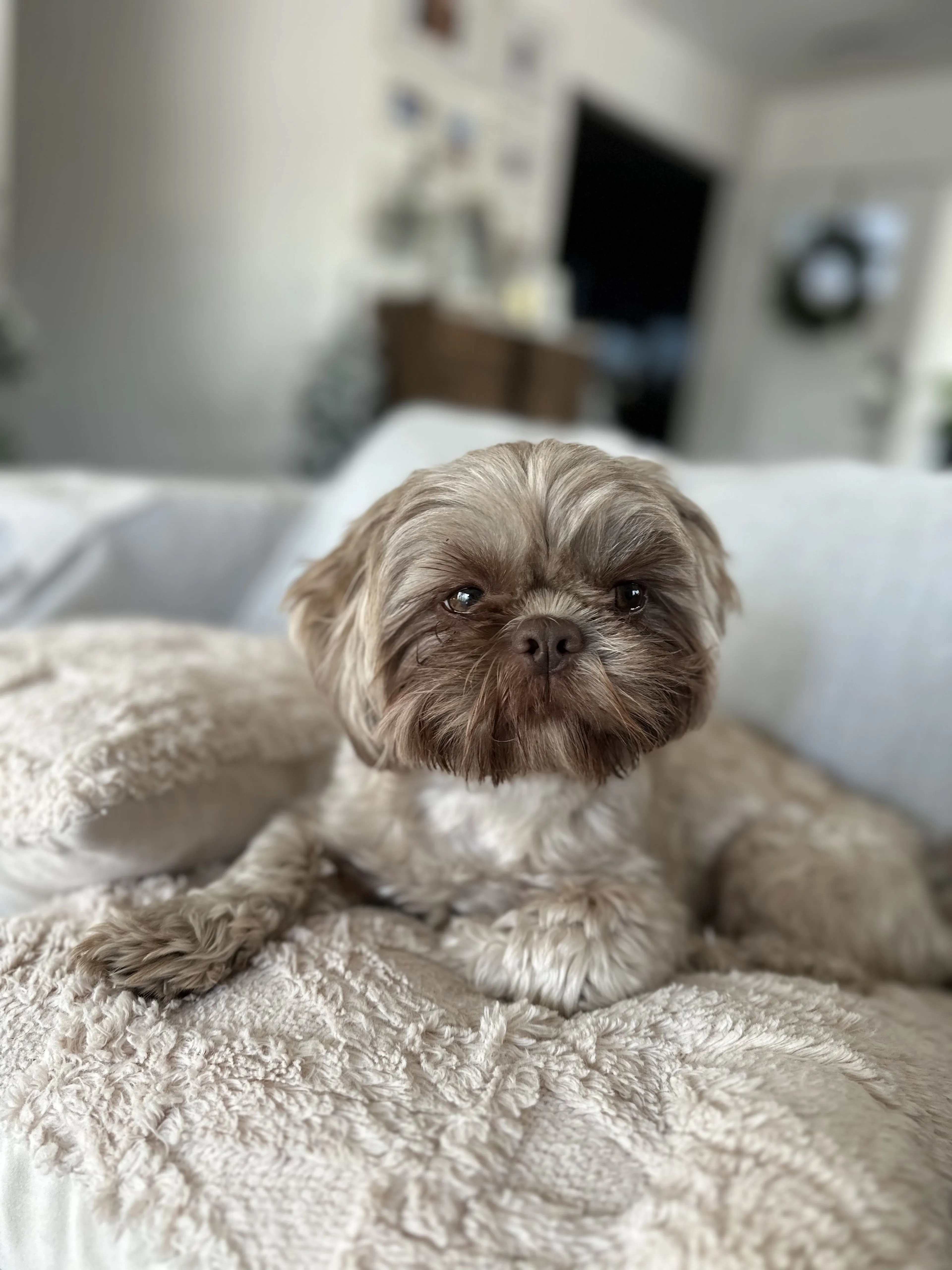 Lost pet-3